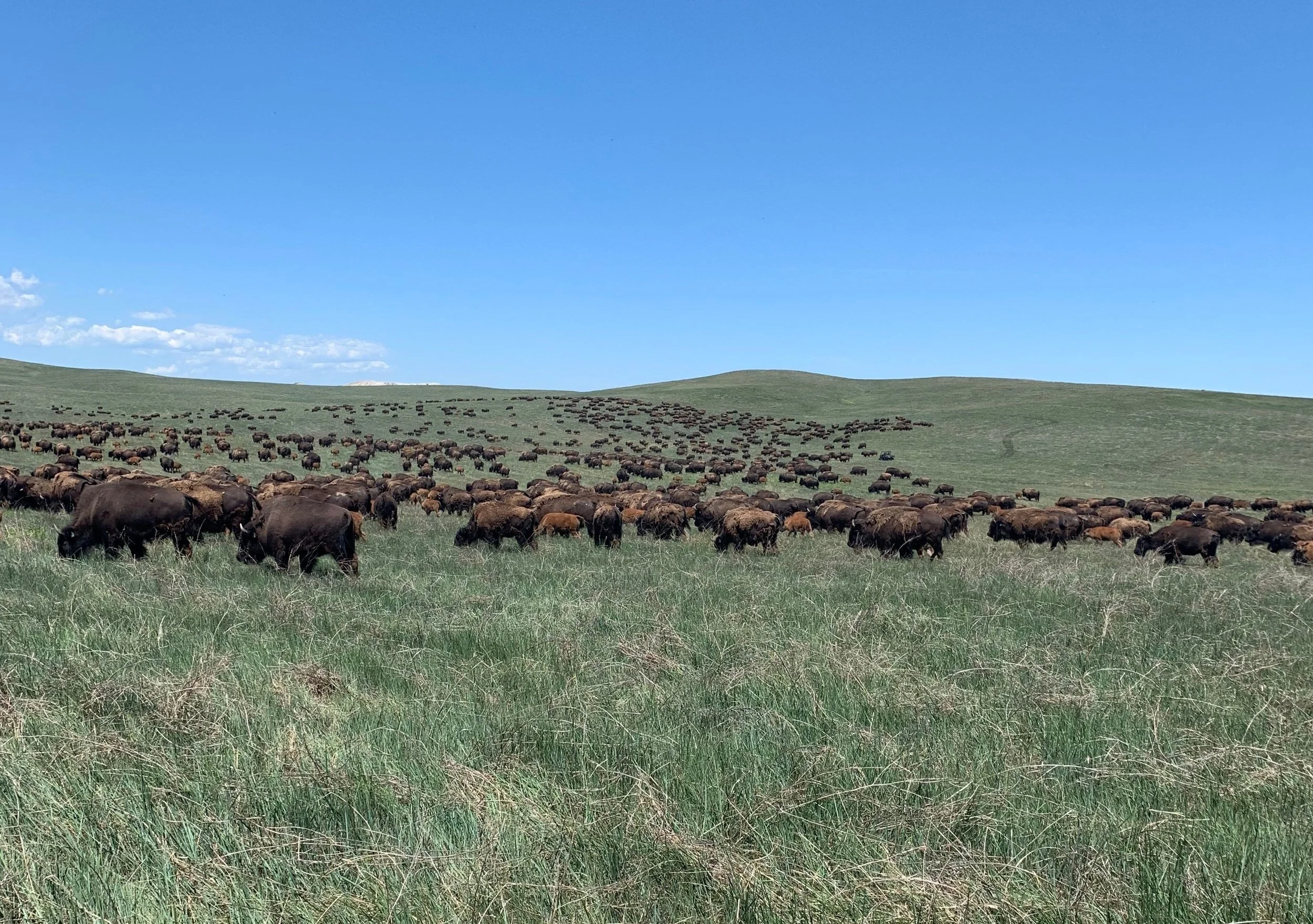 Large herd of bison grazing on a grassy prairie under a blue sky.