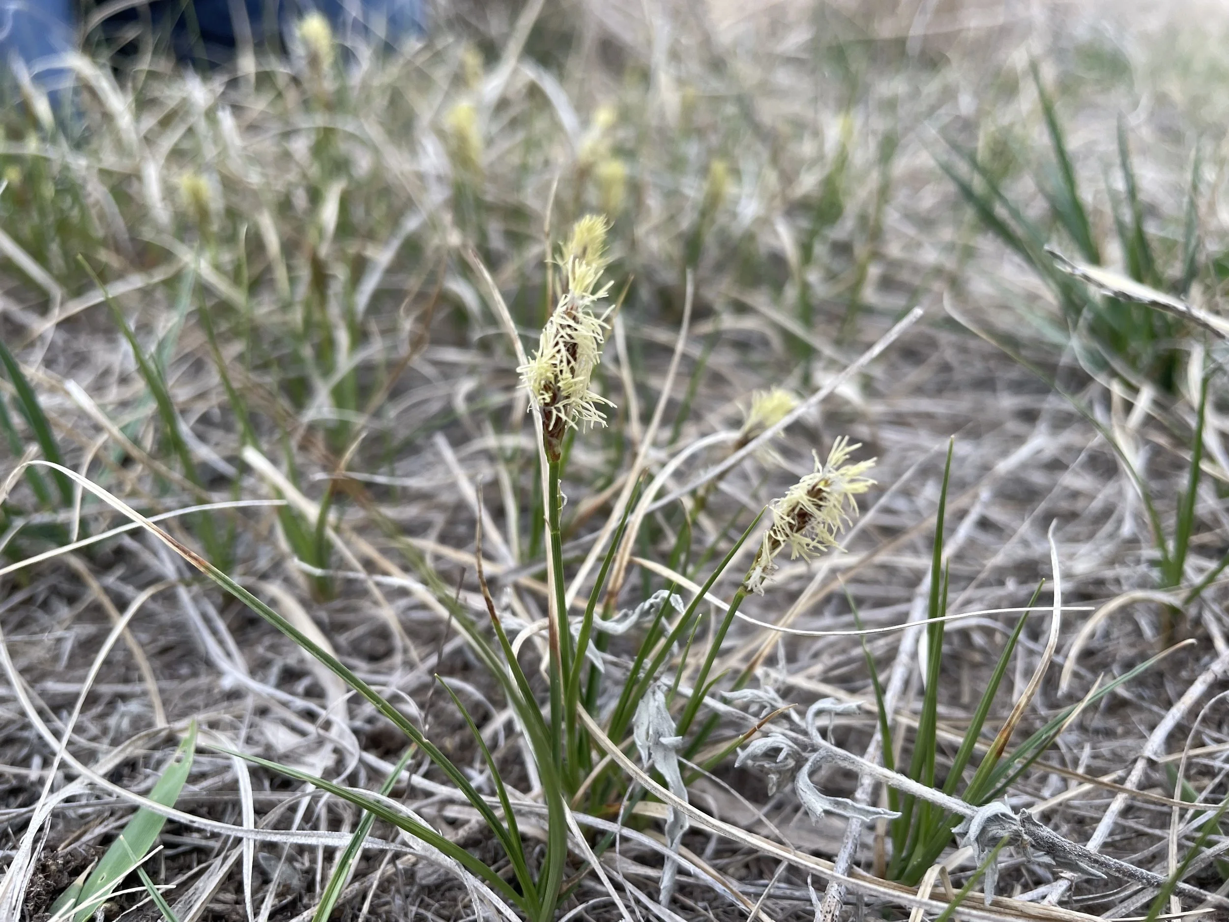 Close-up of grass-like plants with yellowish inflorescences on a grassy field.