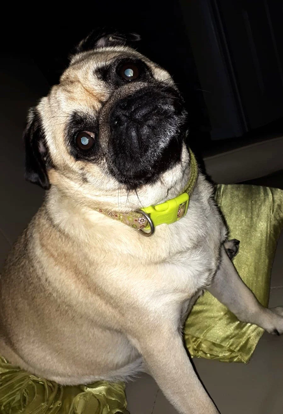 Pug dog looking at the camera