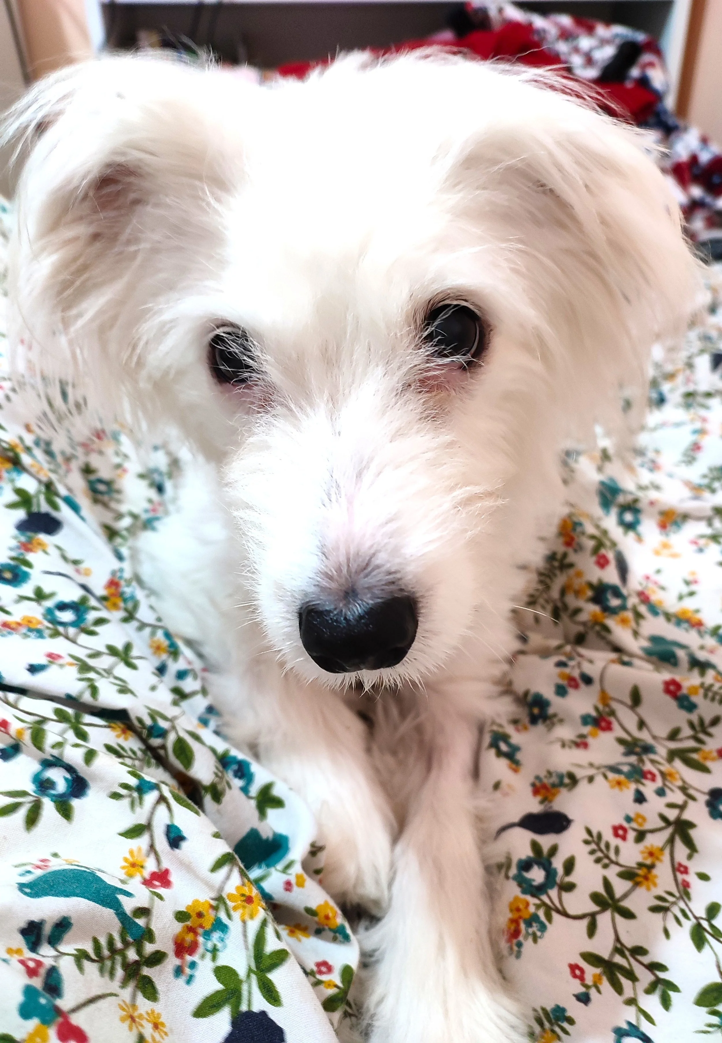 White Parson Russell/ Spaniel Cross dog sitting on a bed with flowery bed linen