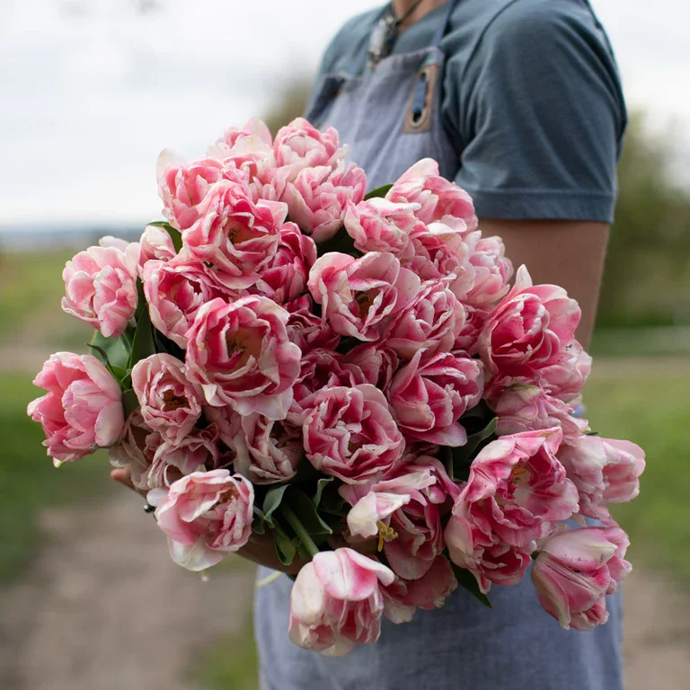 Floret-library-tulip-foxtrot-2_768x.jpg.webp