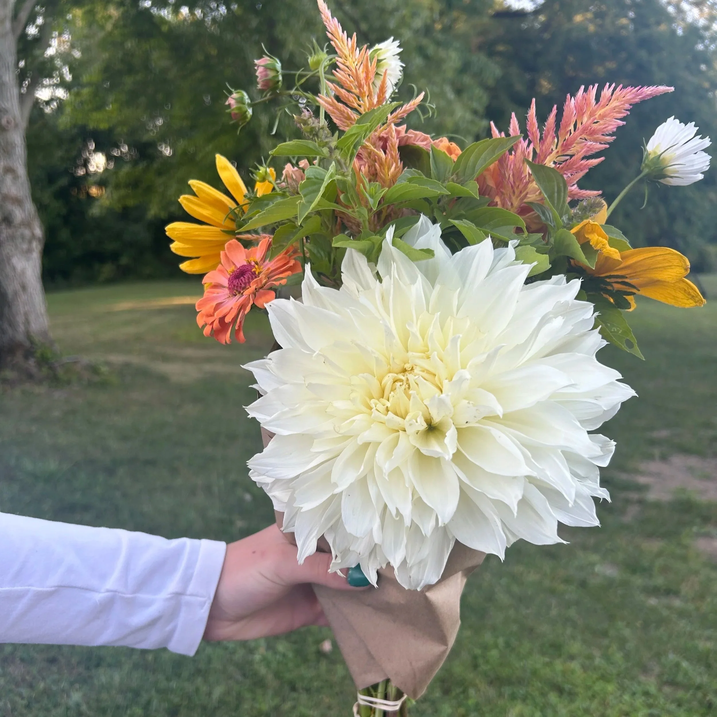 A hand holding a bouquet of various colorful flowers including a large white dahlia, yellow daisies, orange and pink zinnias, and pink celosia, wrapped in brown paper, outdoors with trees and grass in the background.
