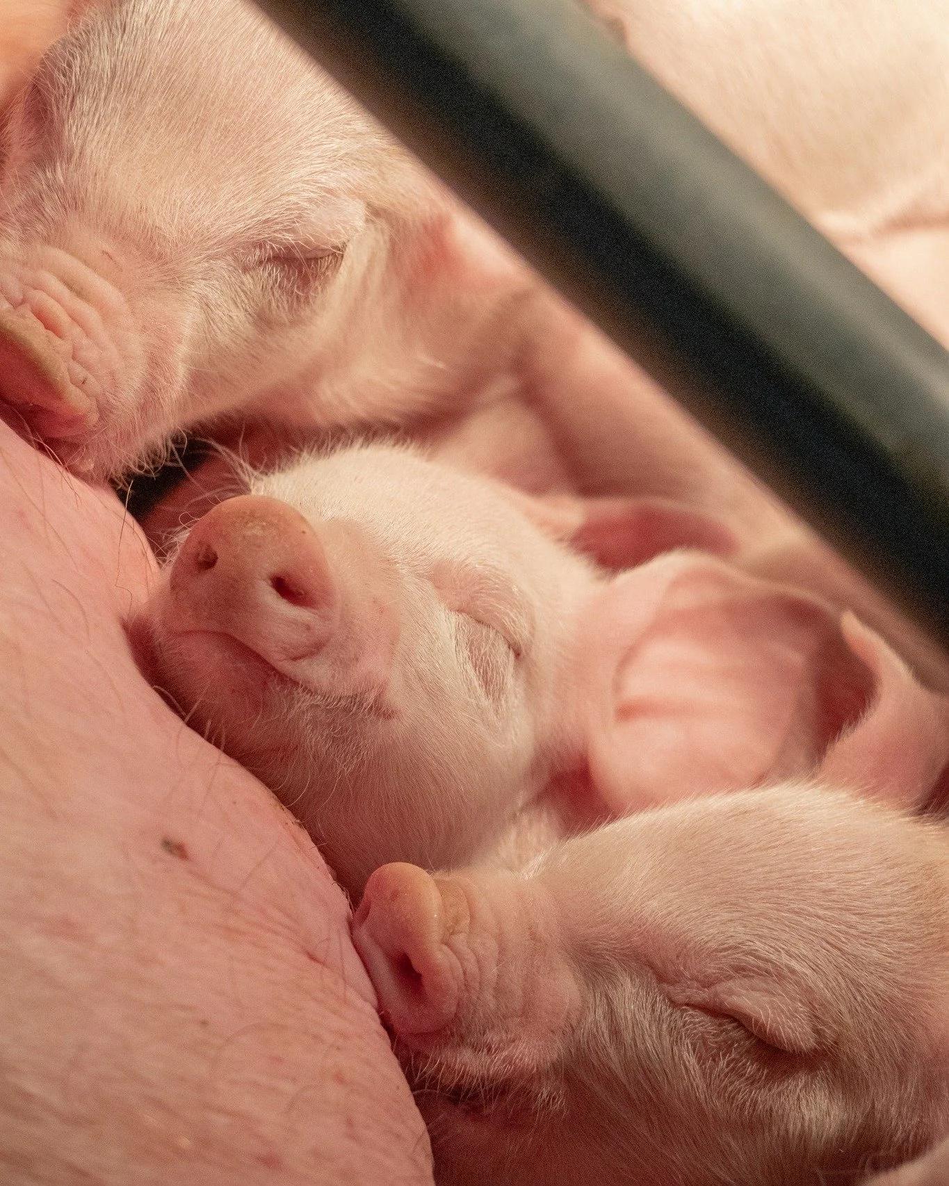 Sleeping on mama 🥰

#babypig #pigglet #ncpork
