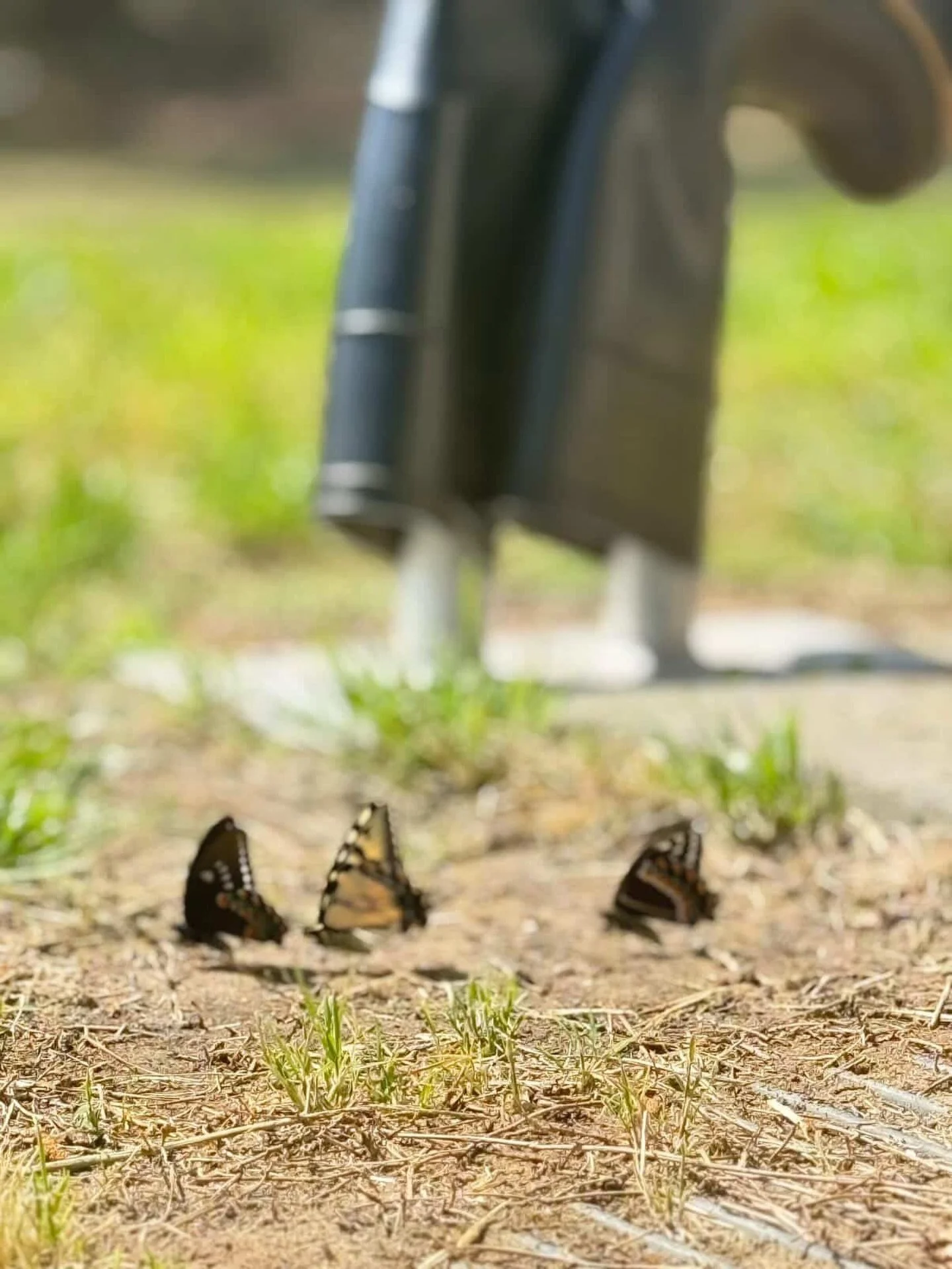 New life, beauty, creation. We hope everyone had an amazing Easter today. 🦋👢🐷

This awesome farm photo was provided to us by one of our awesome farm owners, board members and this year&rsquo;s Emerging Leader award, @blakefloars at @carolinaswinei