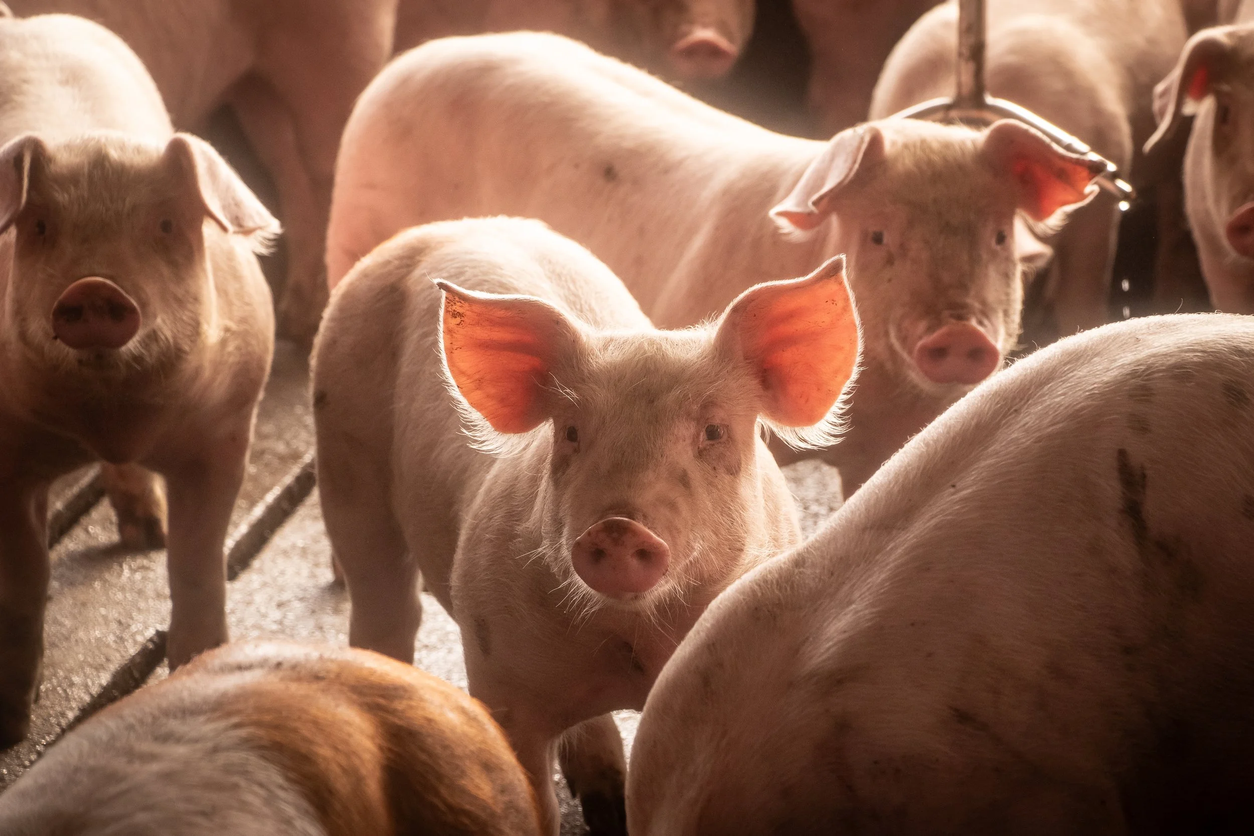 Standing Up for NC Pork Producers: Why a Prop 12 Fix Belongs in the Farm Bill