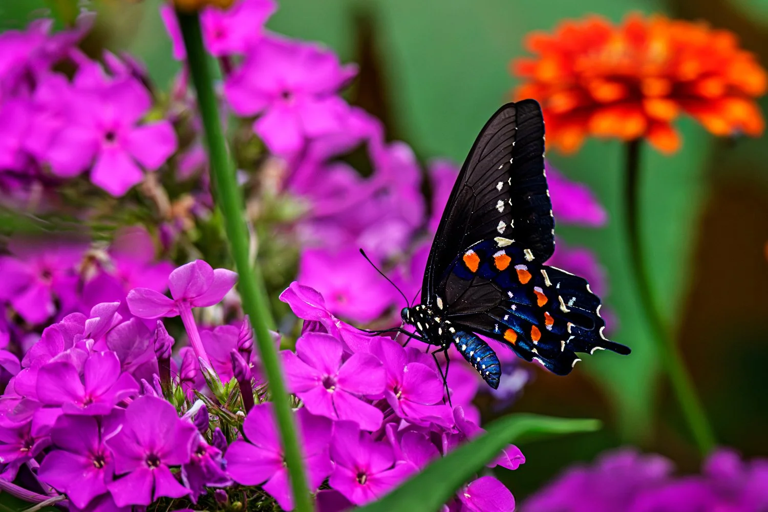 _Z915954-2.jpg