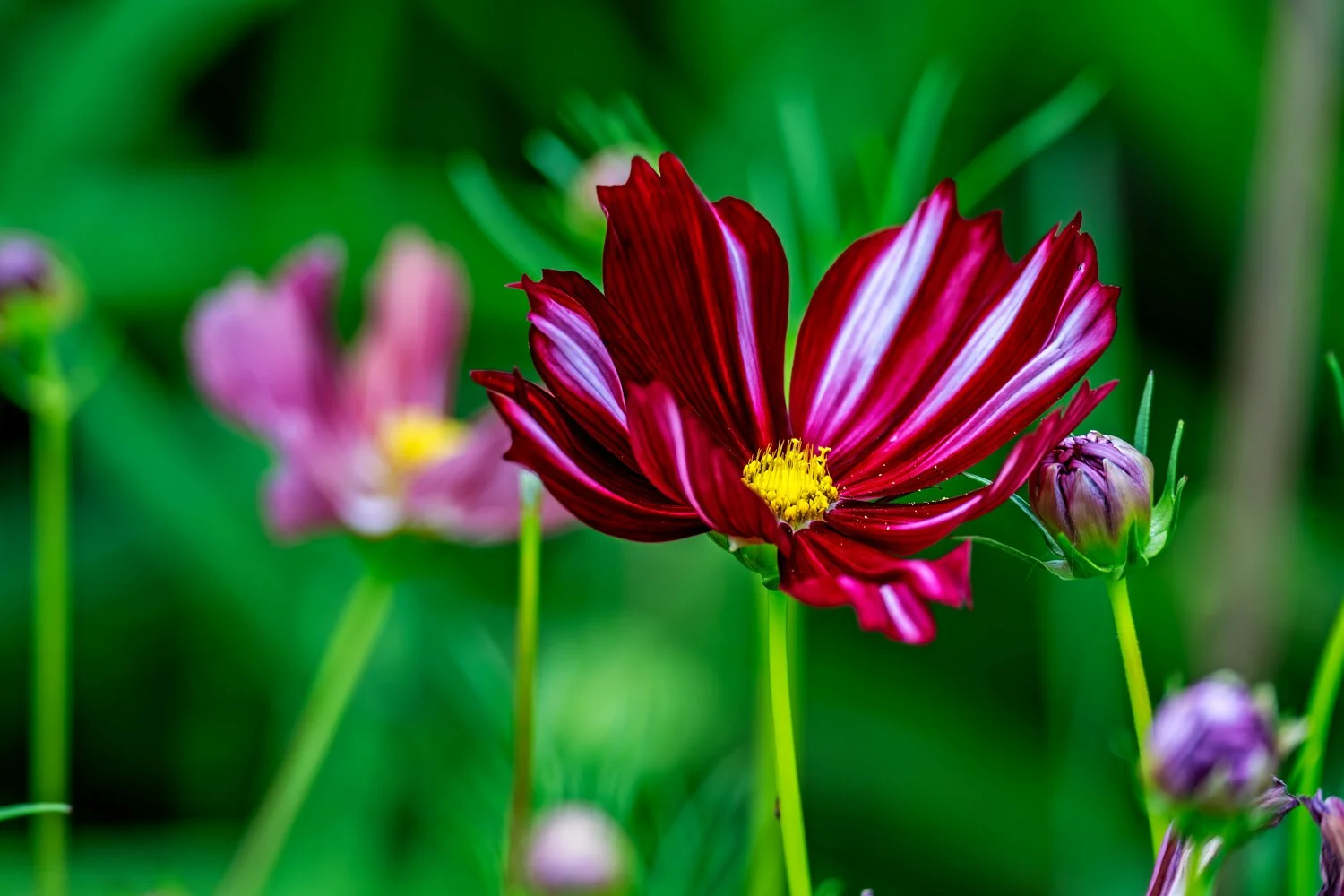 _Z914394-1.jpg