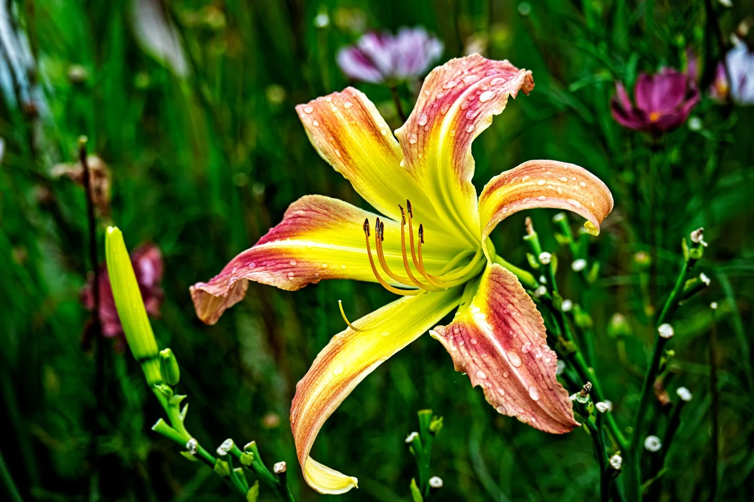 _Z916105-1.jpg