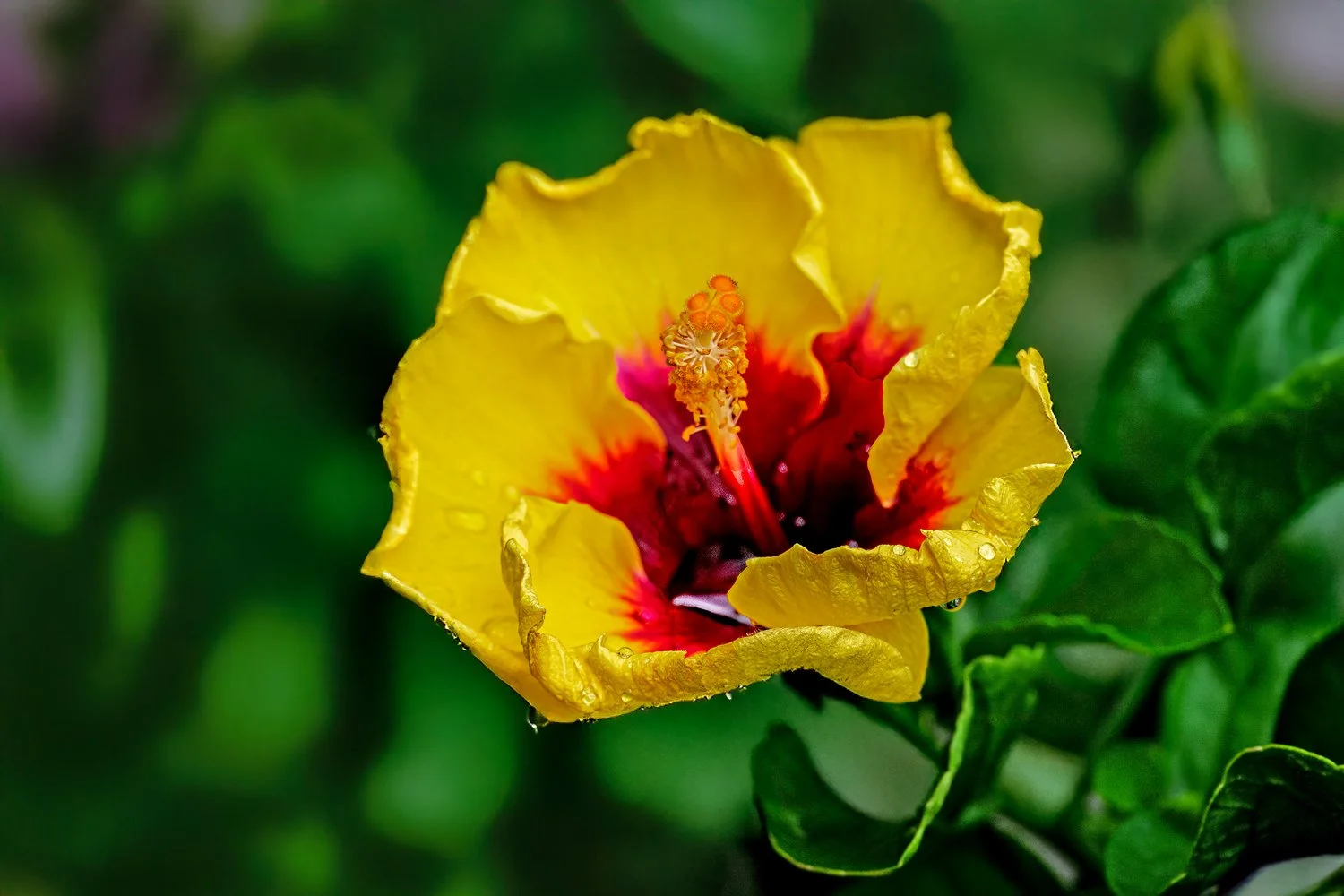 _Z916108-1.jpg