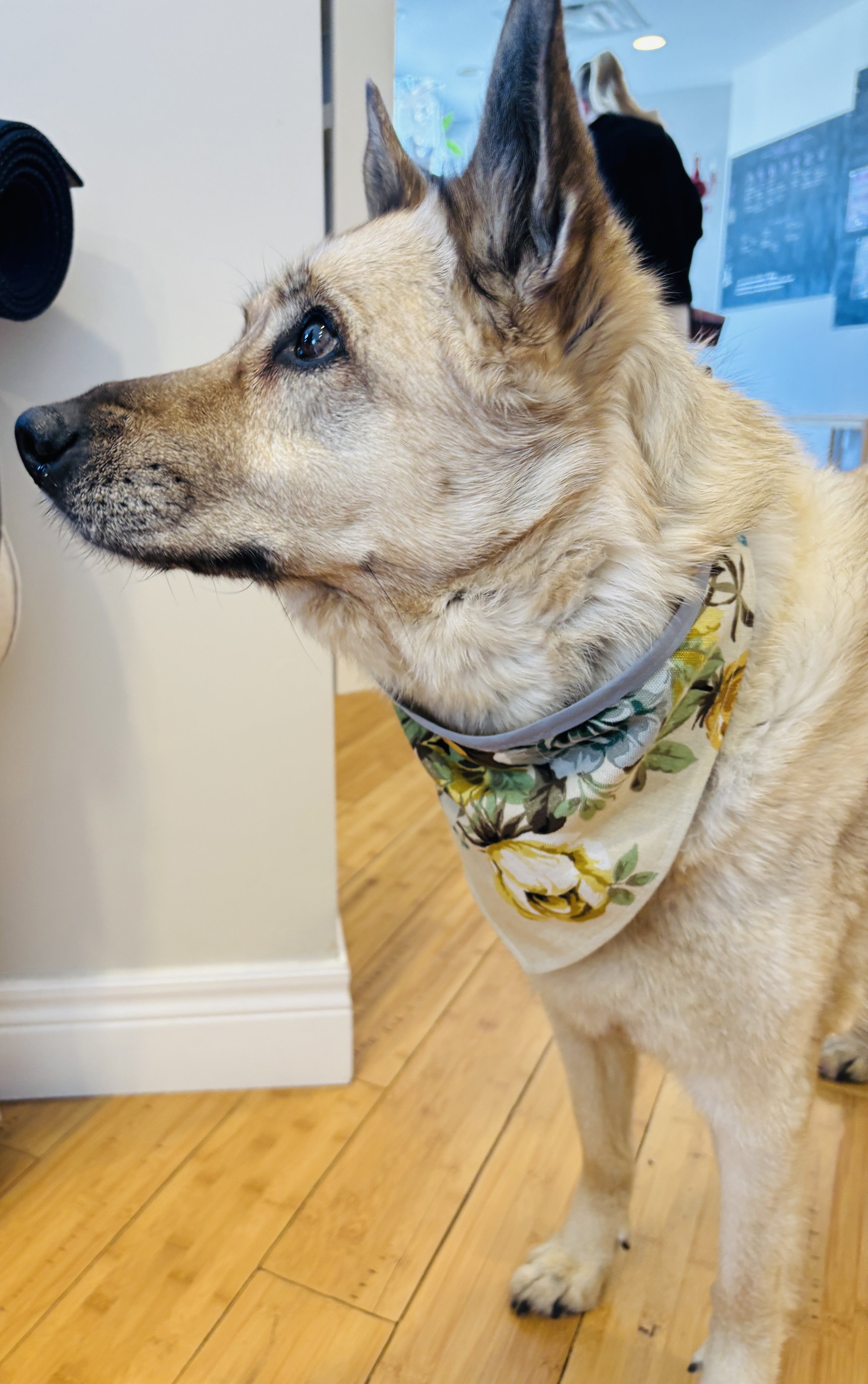 Workshop 2: Sew a Doggie Bandana