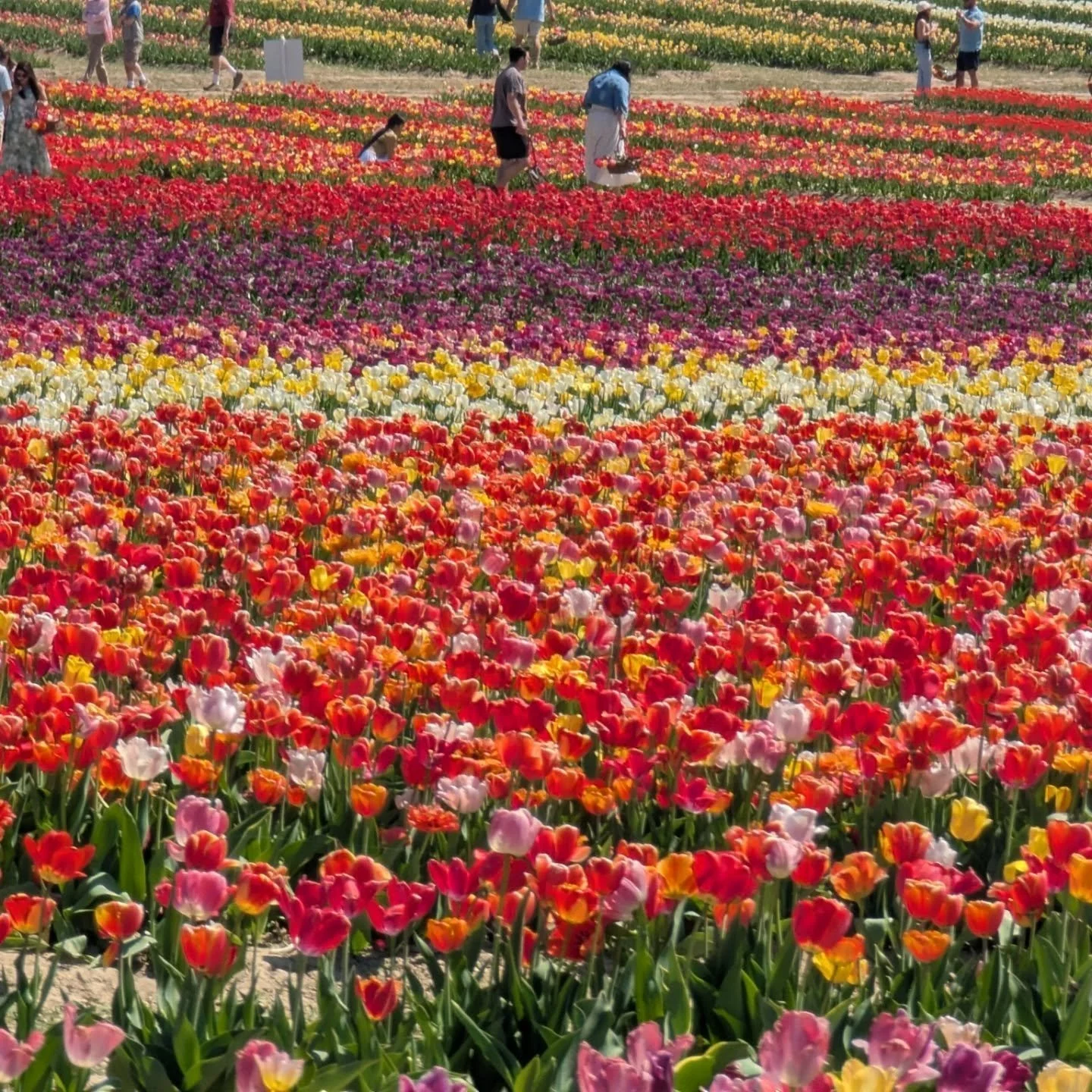 I've said it time and time again, nature is NEVER WRONG 🌳💫

If you don't know how or are intimidated by adding color to your wardrobe, look no further than the flowers 💐 what do they all have in common??? Green stems!

Start with a green base - pa