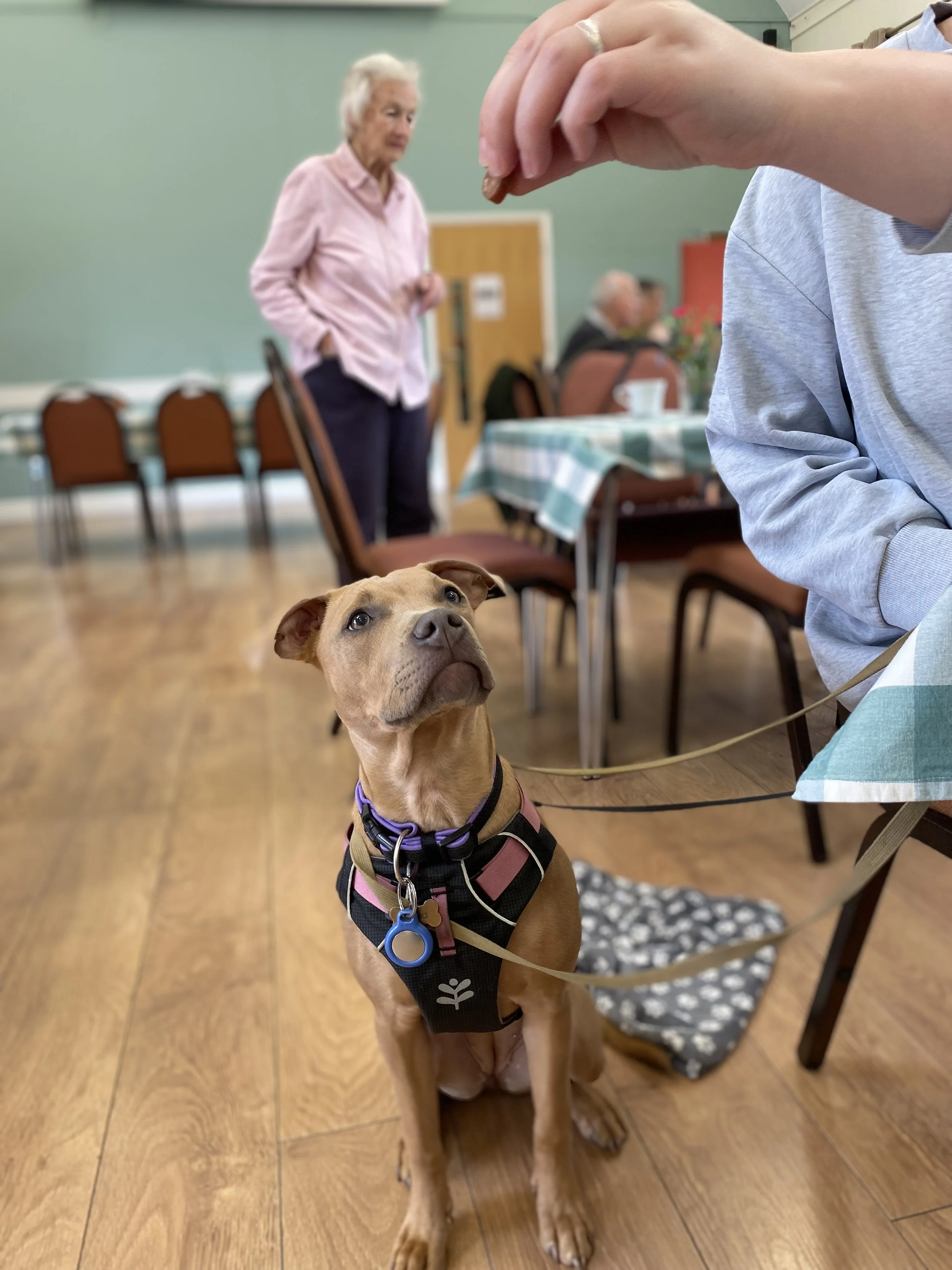 A small brown dog wearing a harness and collar sitting on a wooden floor, looking up at a person holding a treat. In the background, an elderly woman stands near a table with a checkered tablecloth in a room with green walls.