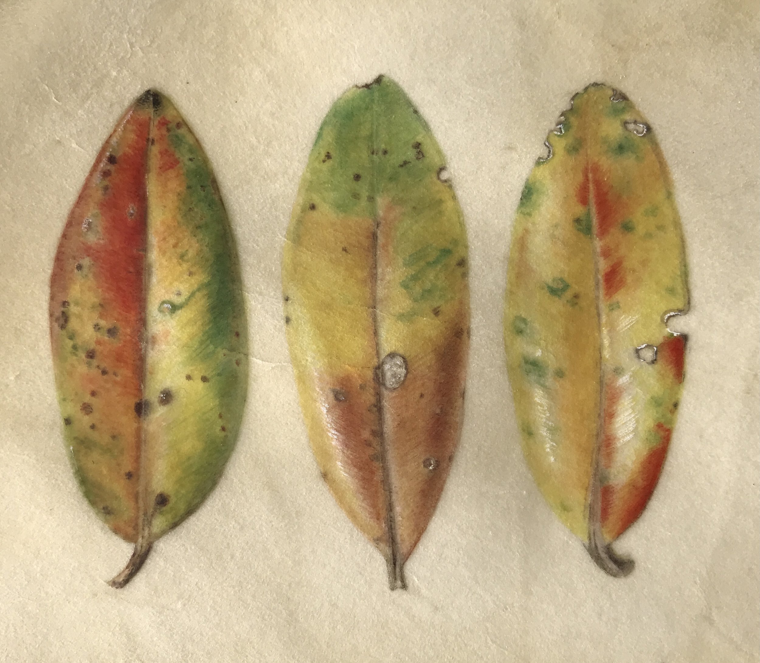 Pohutukawa Jewels- watercolour on calf vellum.jpg