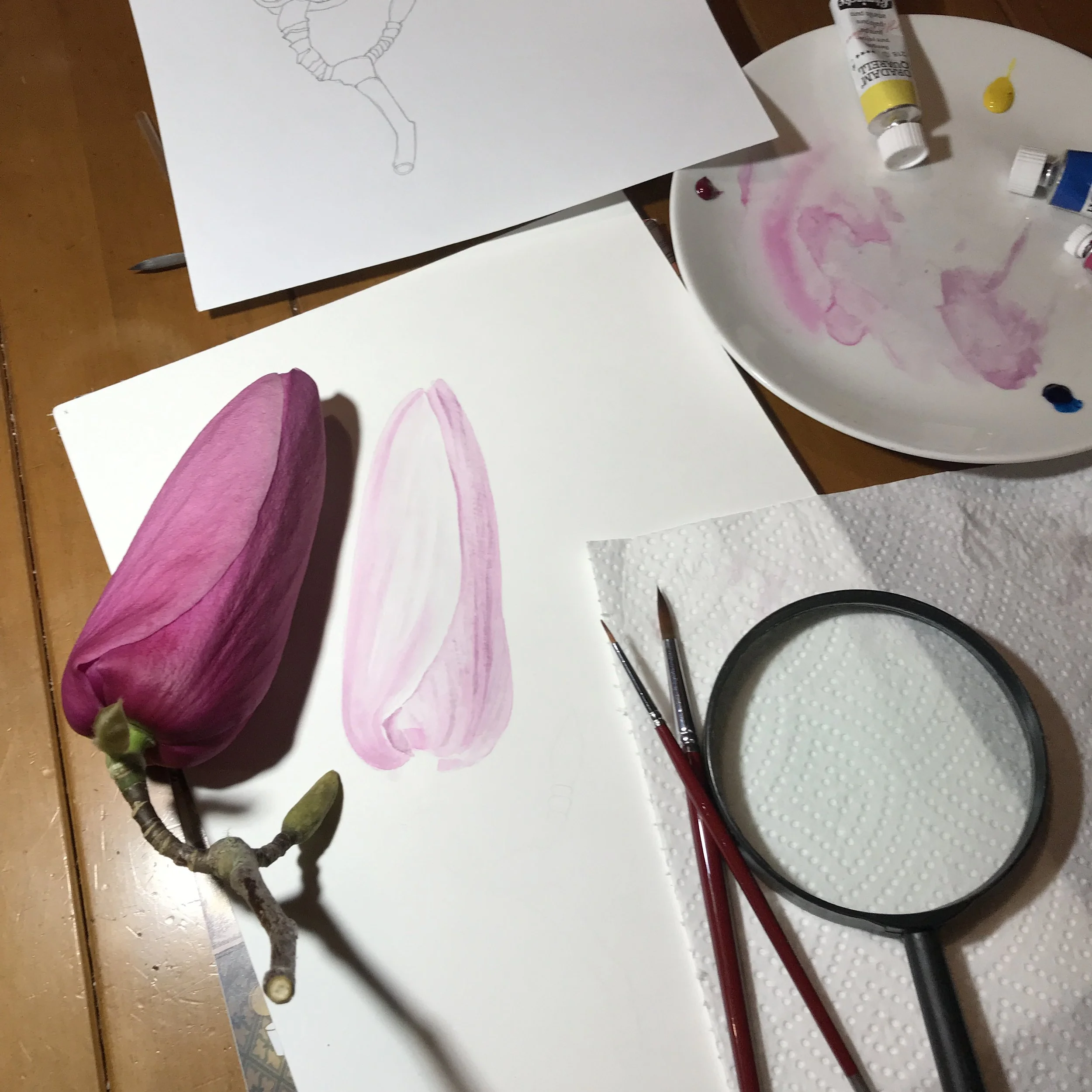 Botanical watercolour for beginners at Auckland Bot Gardens.JPG