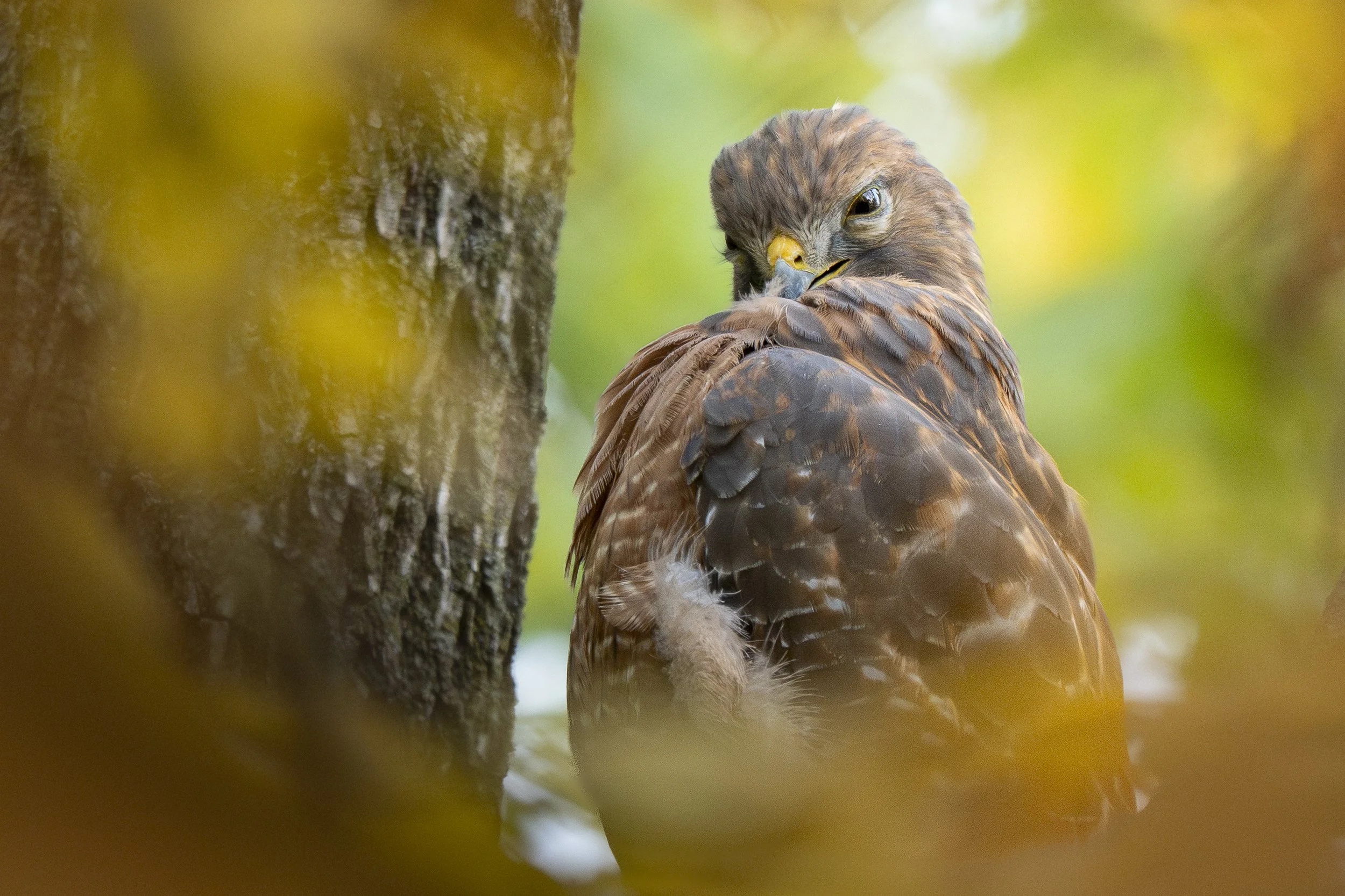 Red-shouldered hawk with fall colors