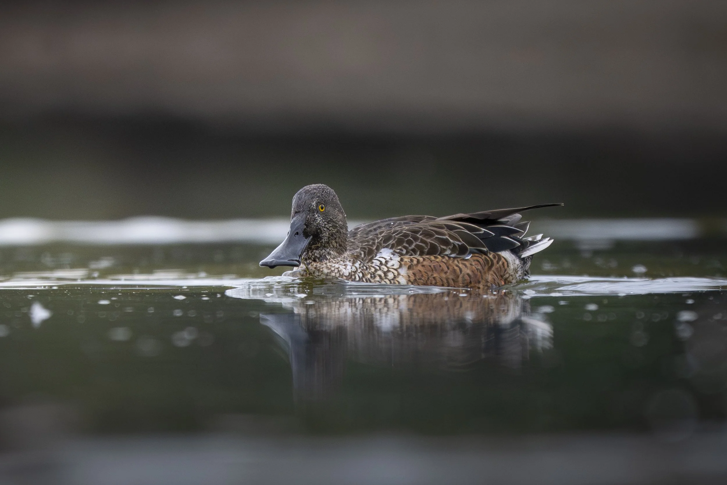 male northern shoveler on the water