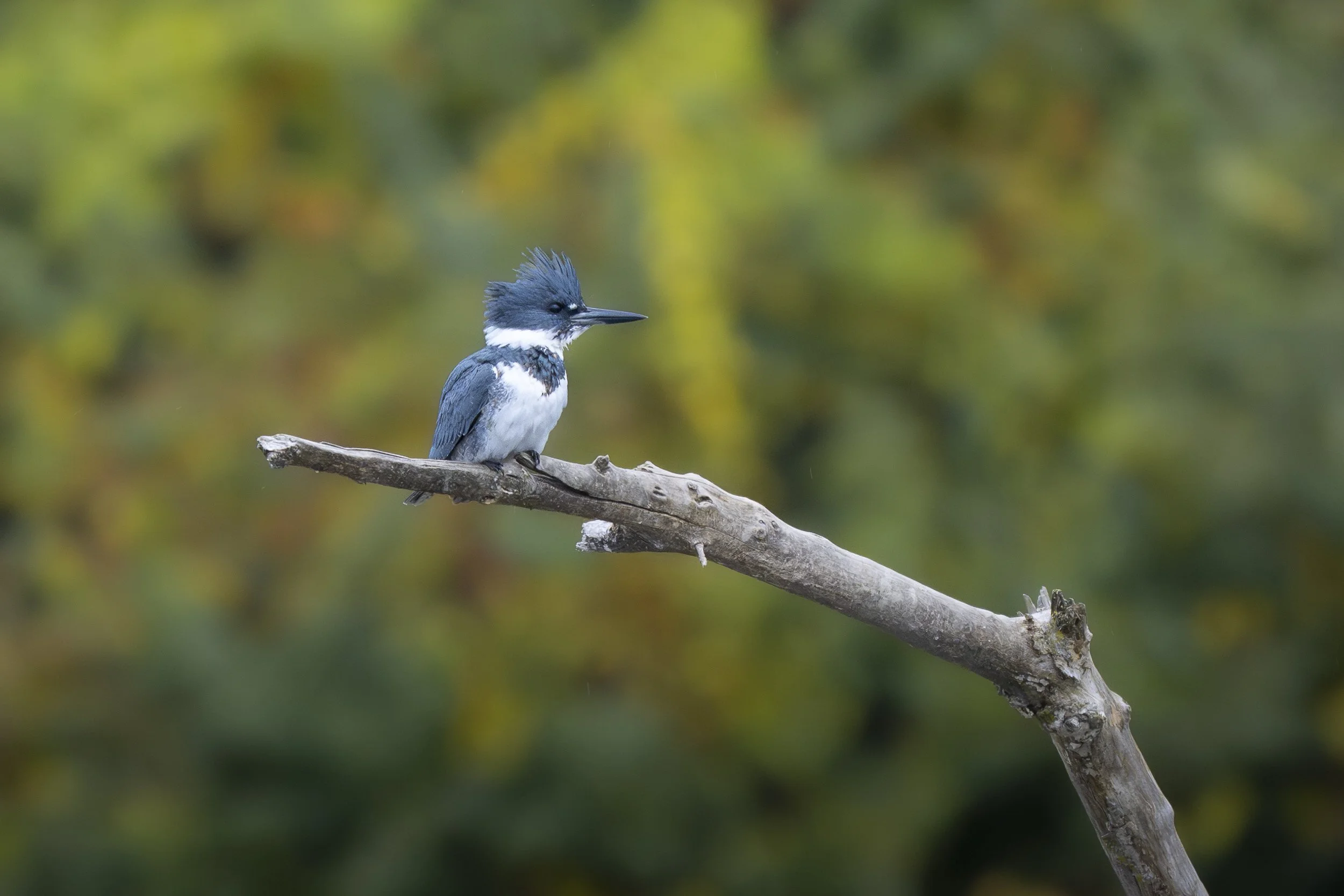 Belted kingfisher