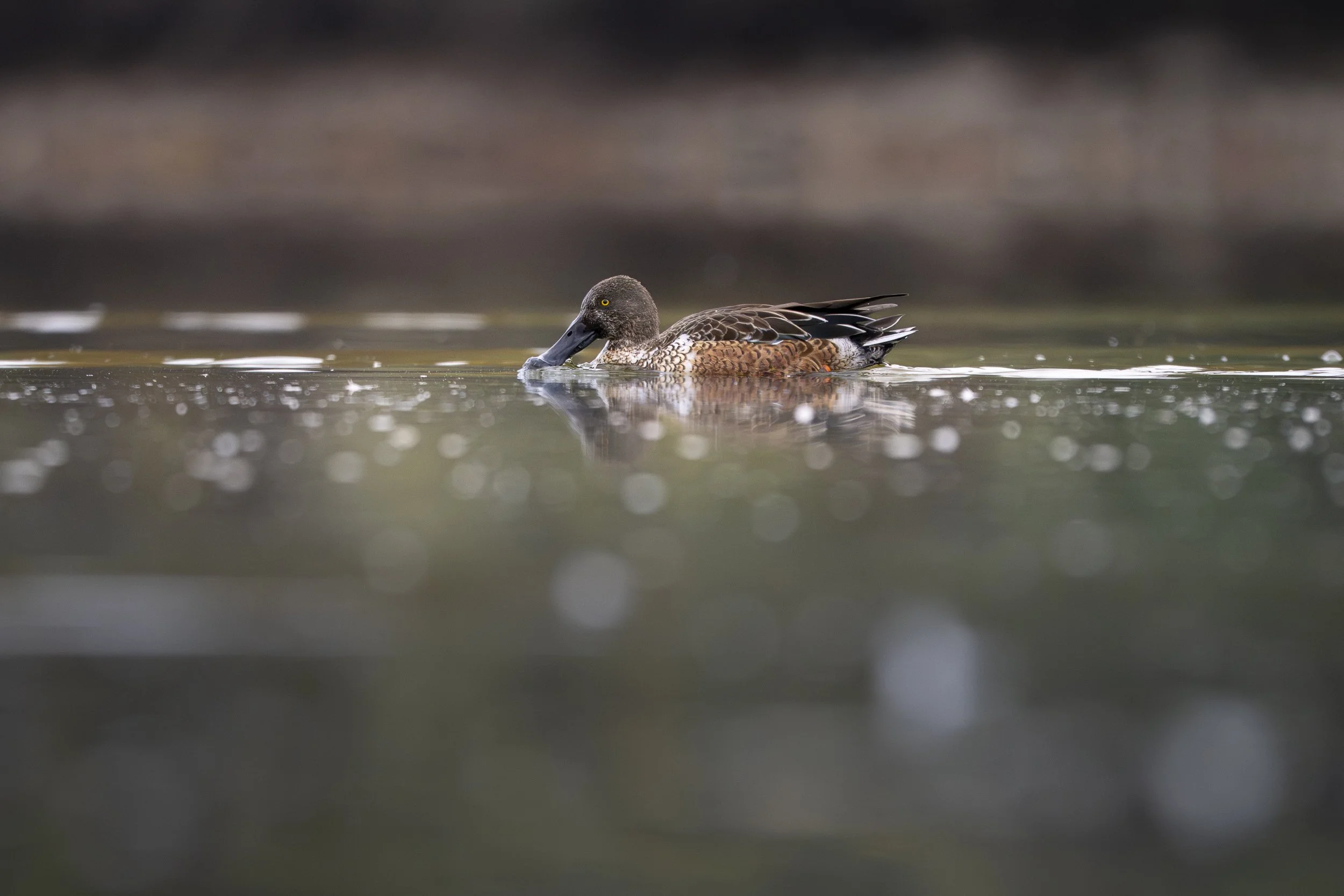 Male northern shoveler floating along in the water