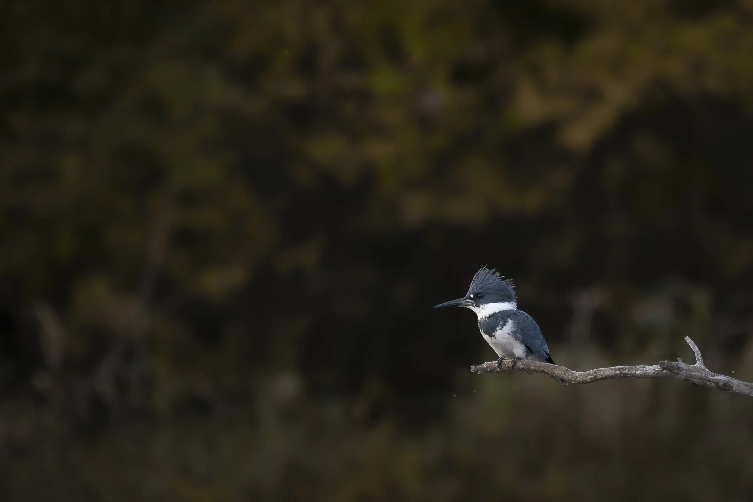 Belted kingfisher