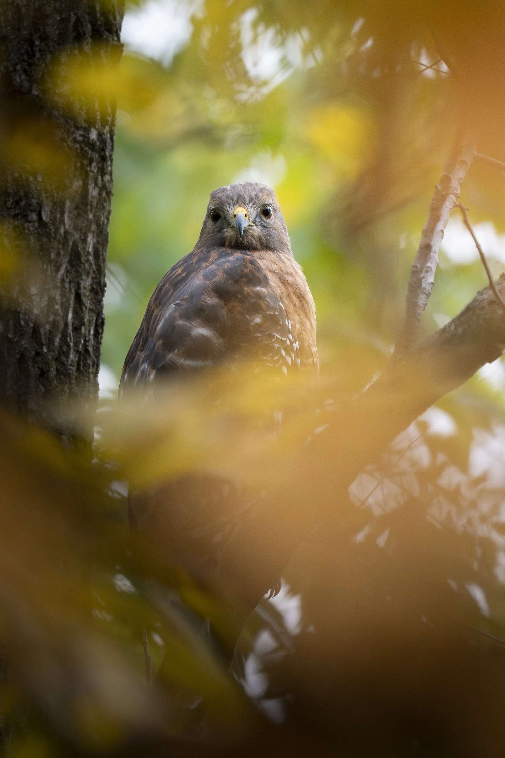 Red-shouldered hawk with fall colors