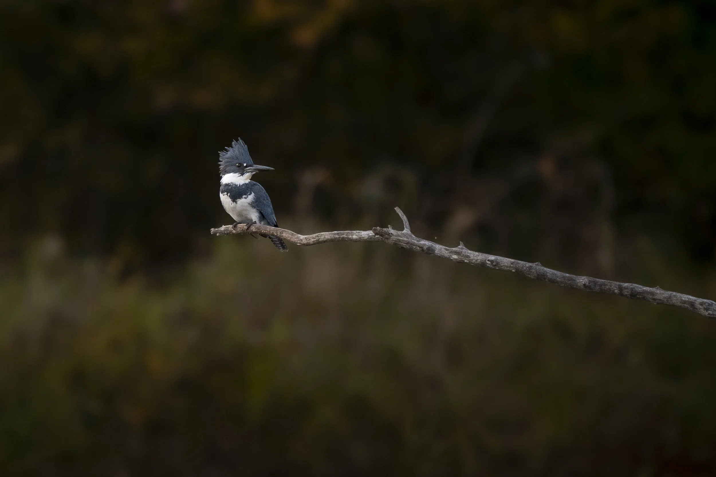 Belted kingfisher