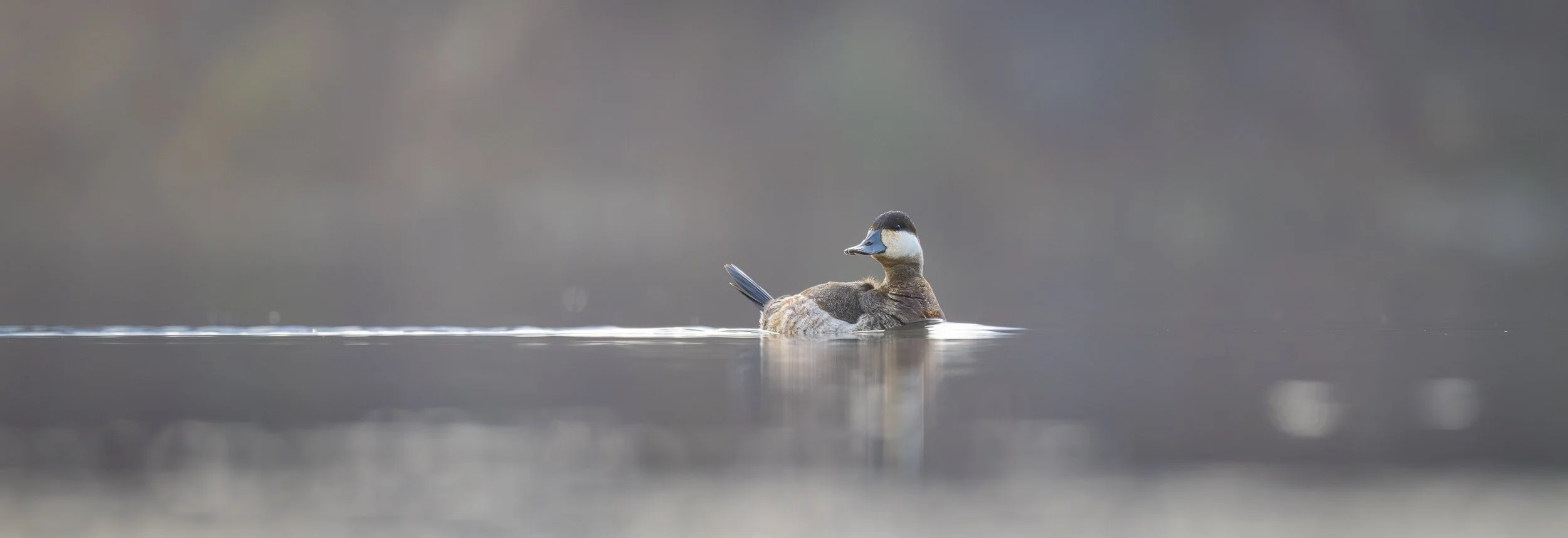 Panoramic ruddy duck