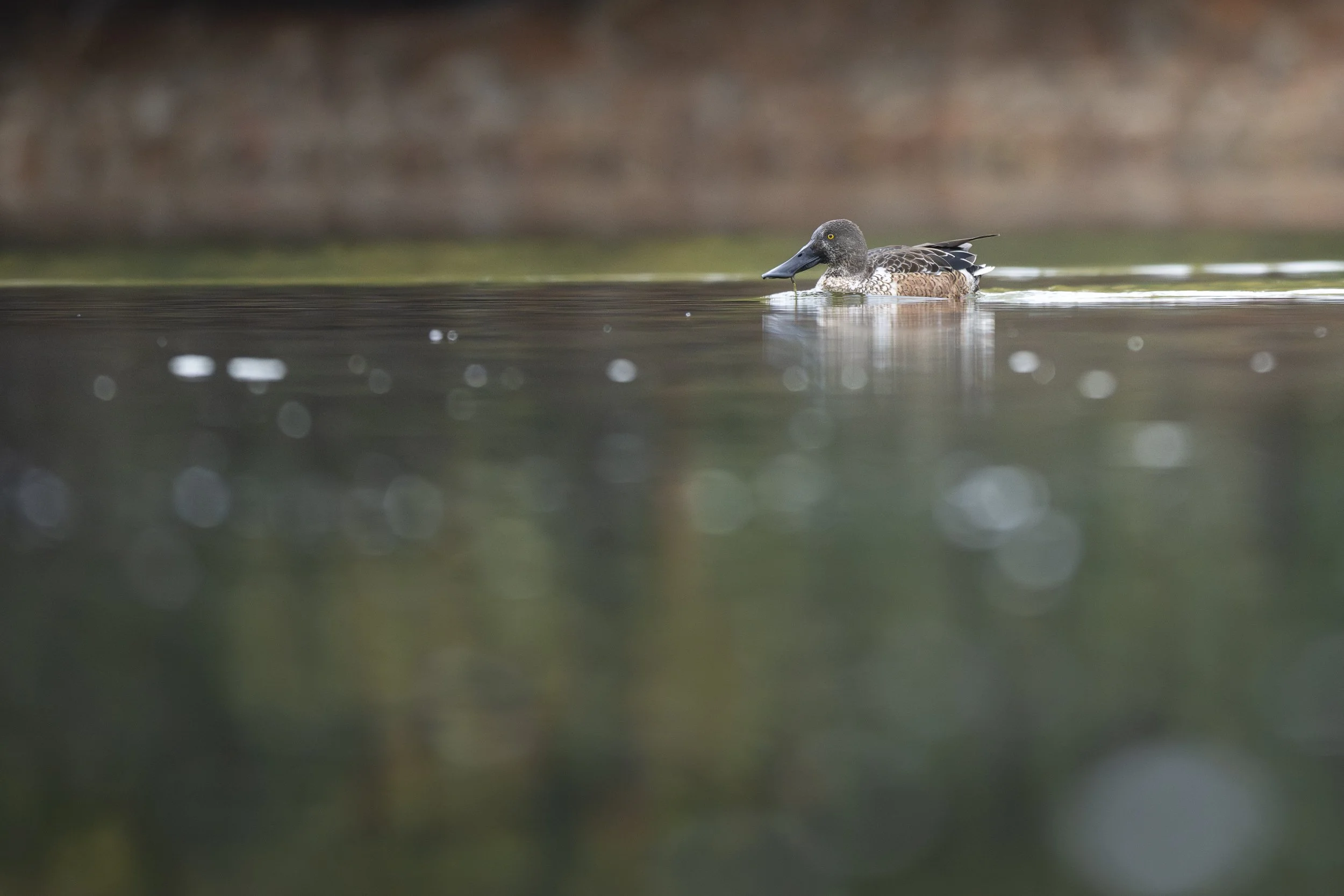 Male northern shoveler on the water