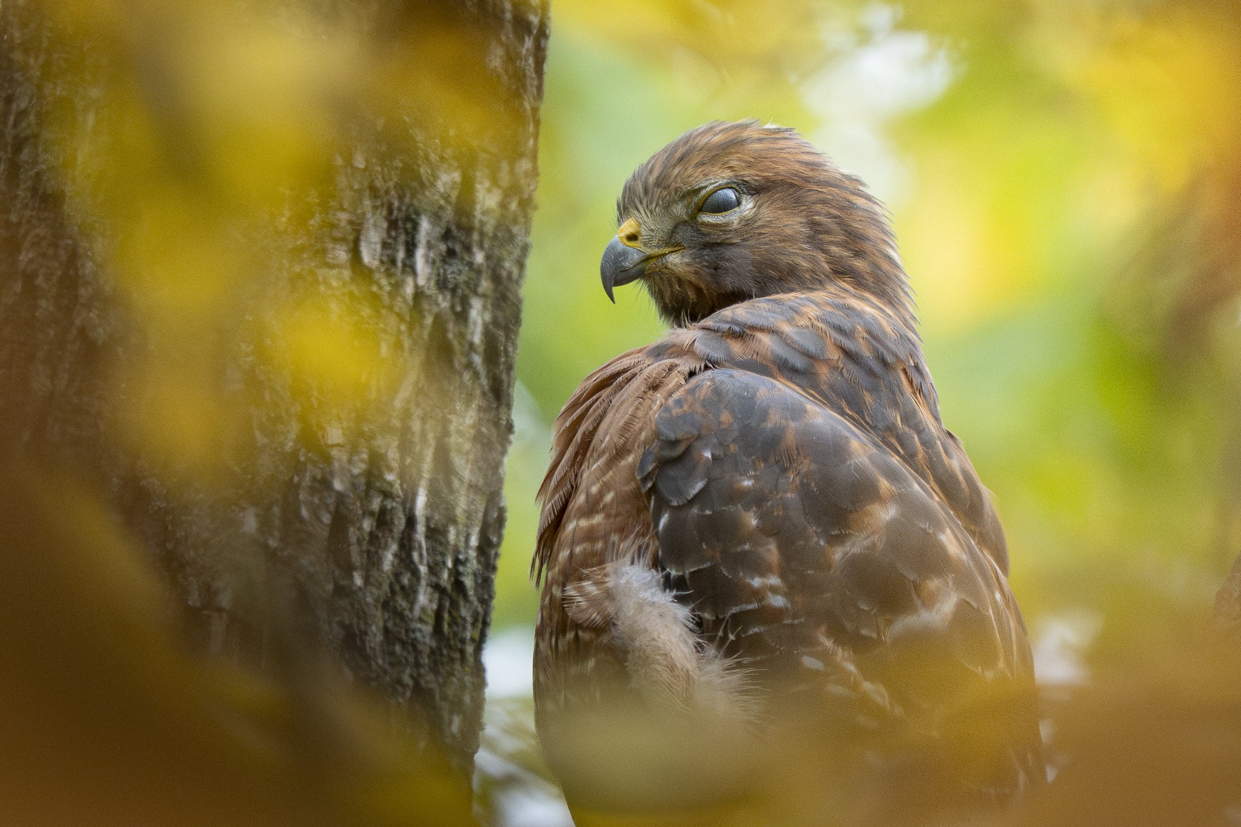Red-shouldered hawk with fall colors