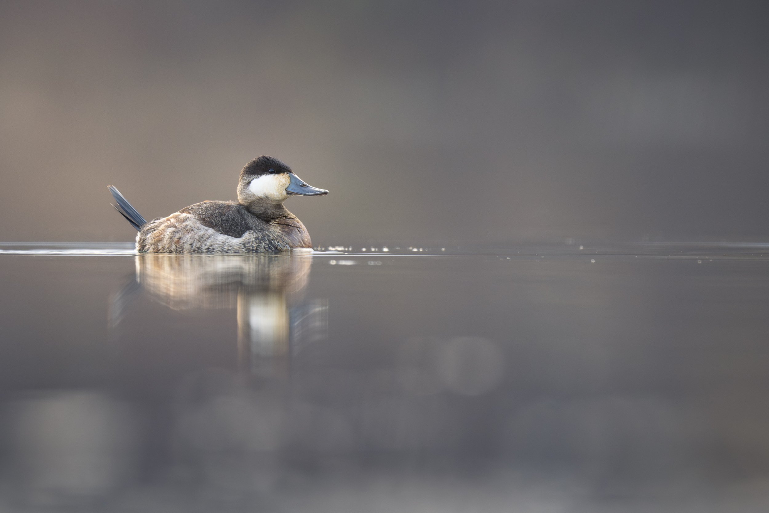 Ruddy duck