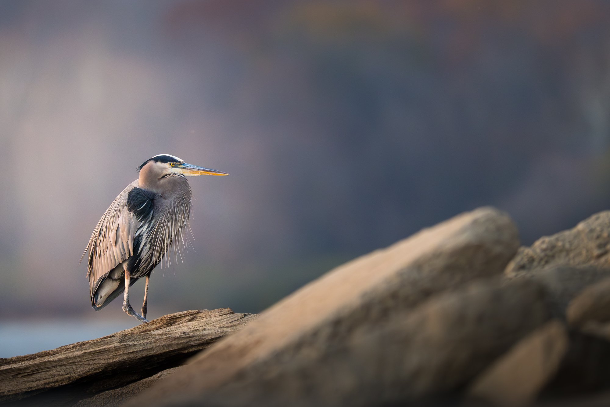 GBH(web).jpg