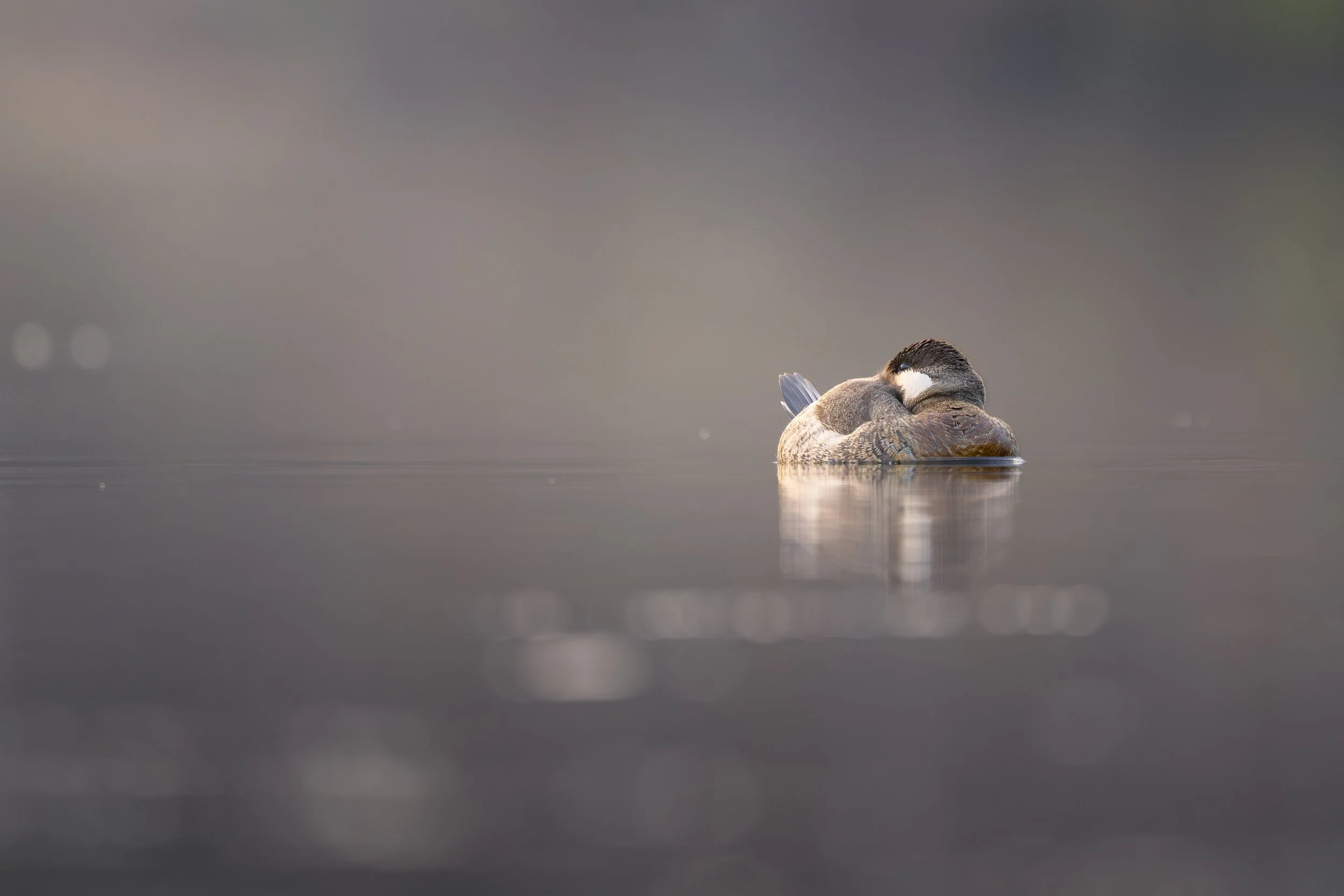 Ruddy duck taking a nap while floating on the waters surface