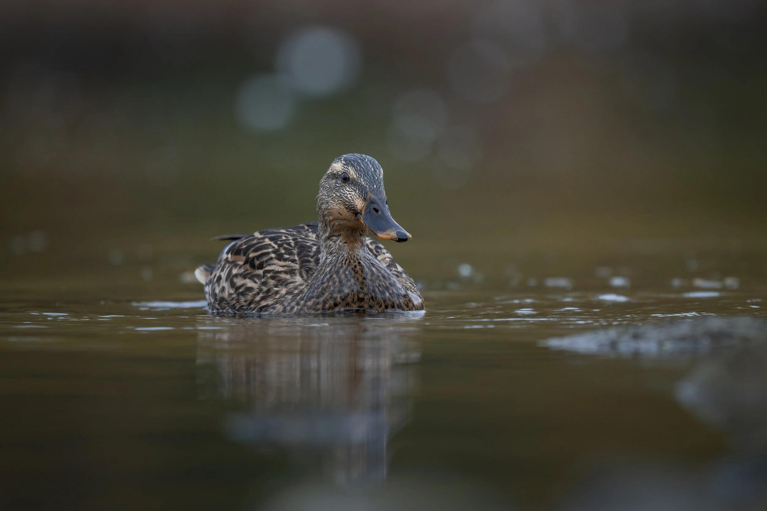 Female mallard floating along in quiet waters