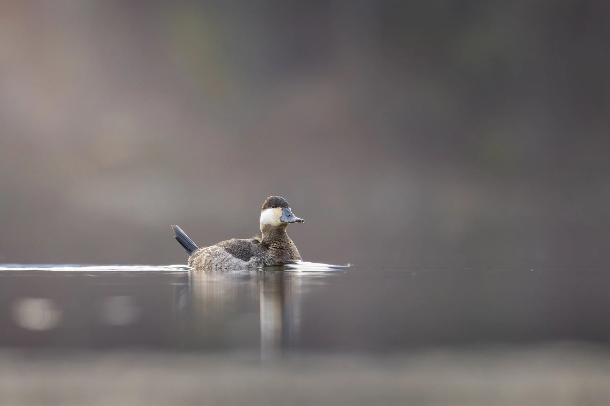 Ruddy duck