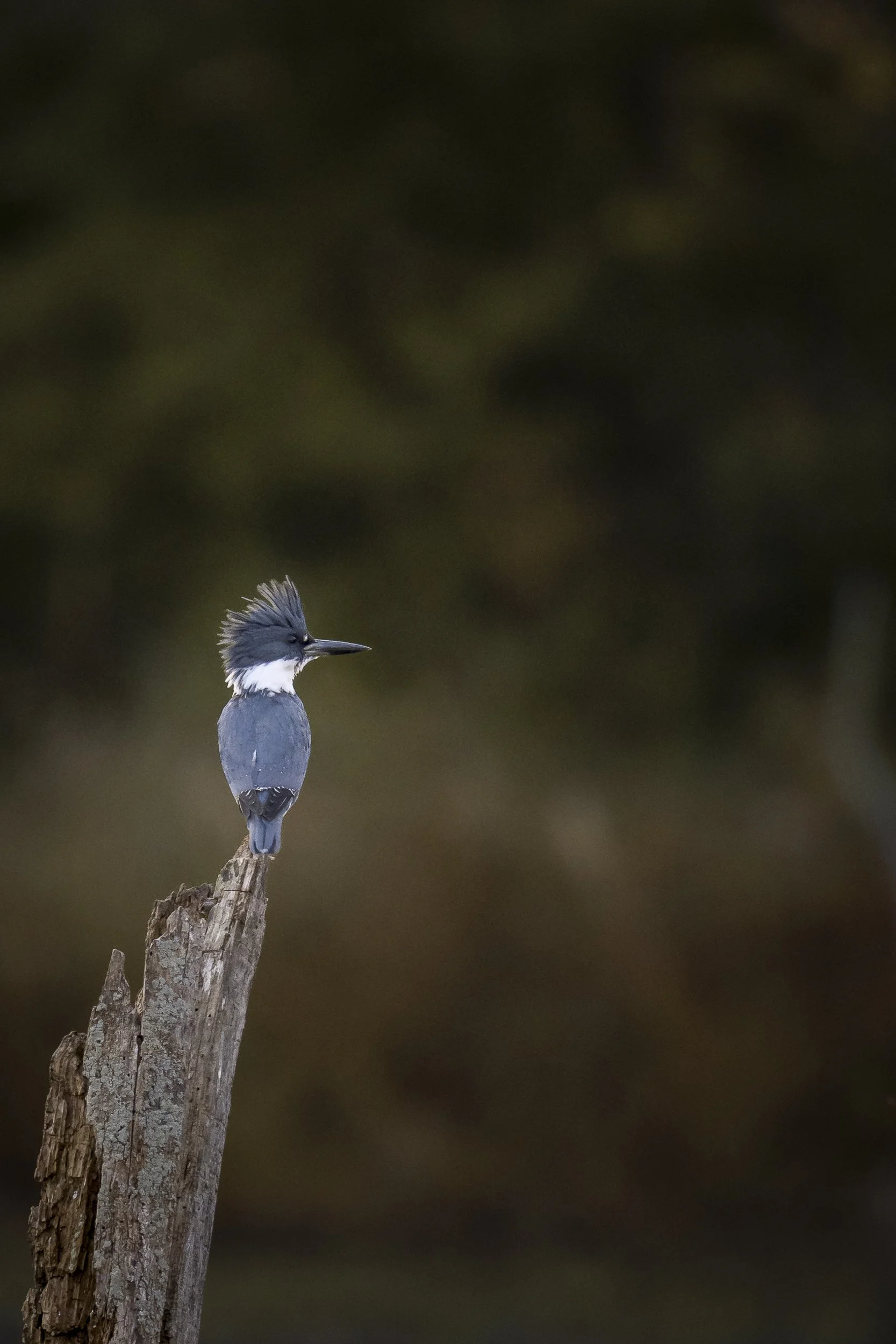 Belted kingfisher