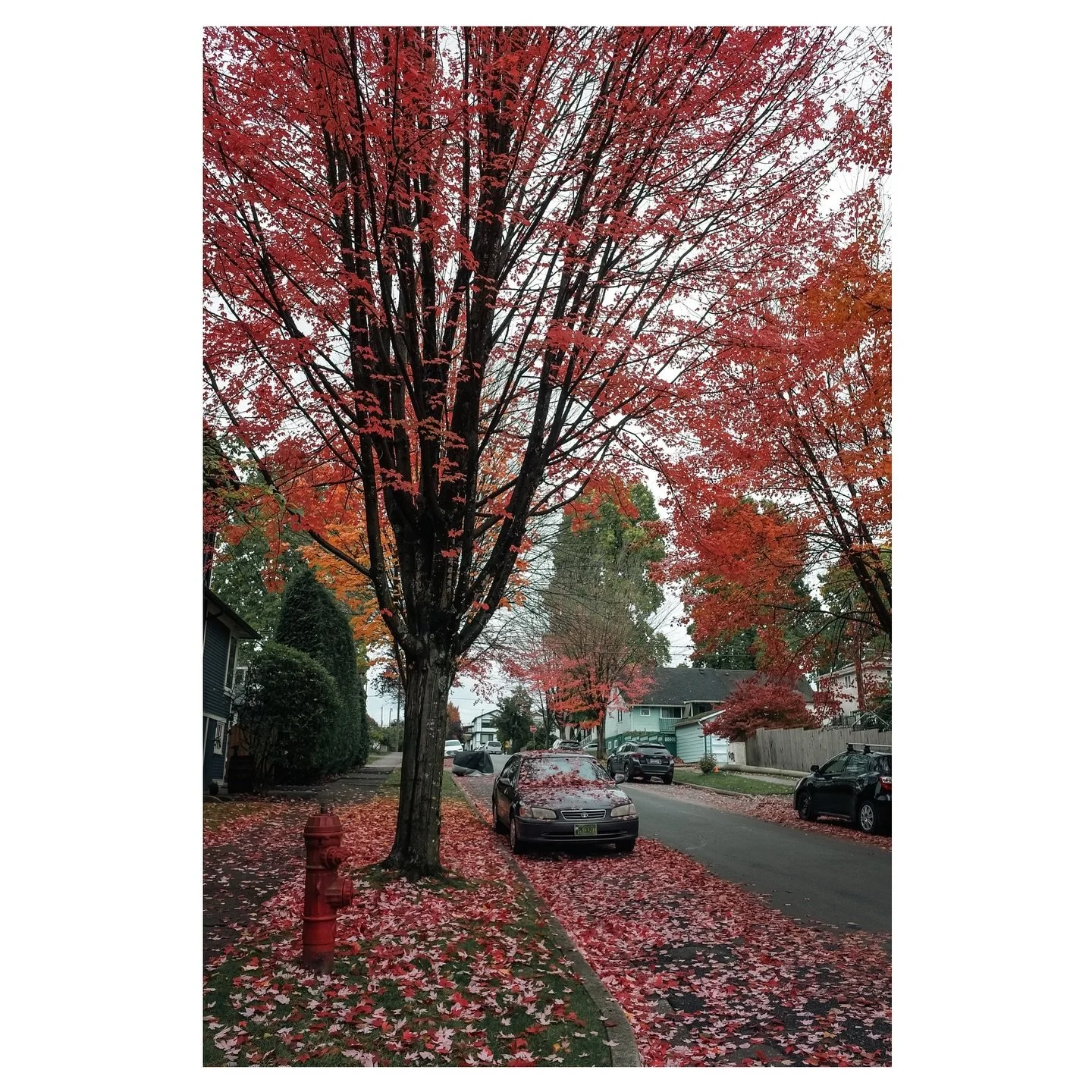 .
.
.
.
.
.
.
.
#autumn #fall #cars #leaves #vancouver #eastvancouver #vancity #vancityscape #streetscape #vancouverstreetphotography #igstreetphotography #ricohgrii #ricoh_gr_photography #streetphotography #streetphotographer #colourphoto #colourstr