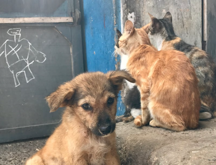 A small brown puppy with floppy ears standing on a concrete surface in front of three cats.