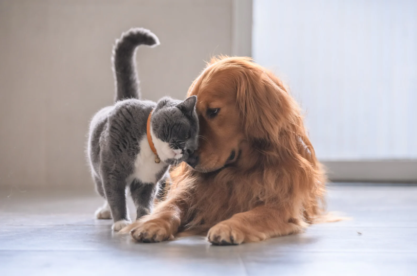 A gray and white cat and a golden retriever puppy touching noses on a wooden floor inside a house.