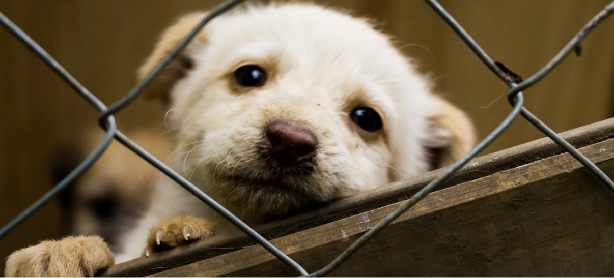Close-up of a light-colored puppy looking over a wooden barrier with a chain-link fence in a kennel or shelter.