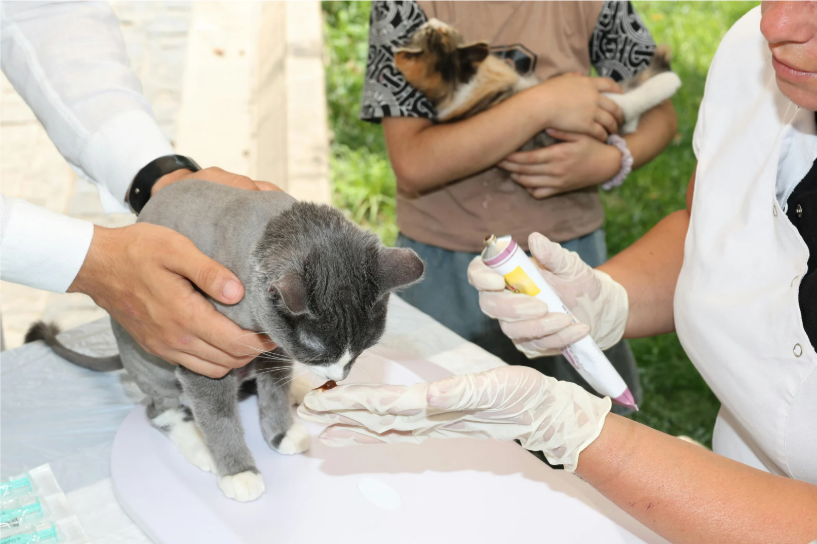 A veterinarian is vaccinating a gray and white cat while a person holds the cat steady on a table. In the background, another person holds a small dog.