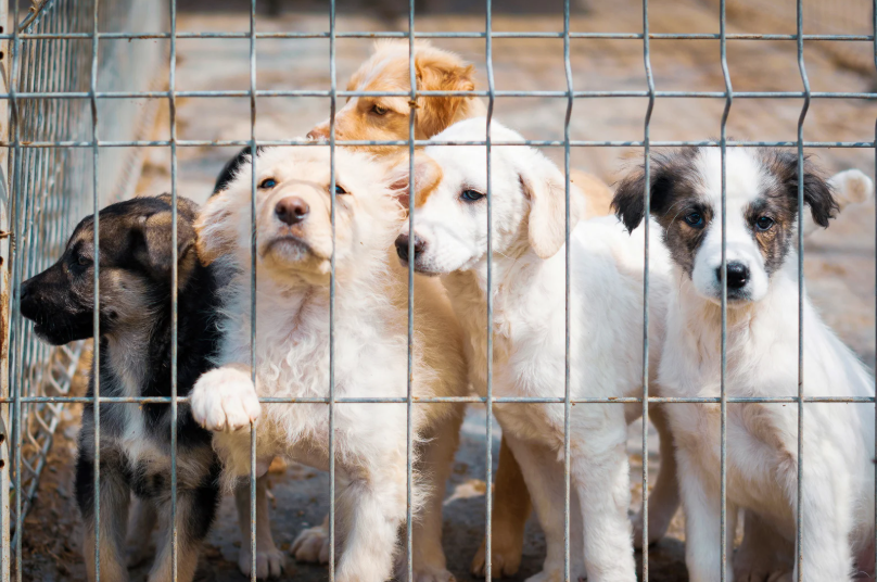 Five puppies behind a wire fence, with various fur colors and patterns.
