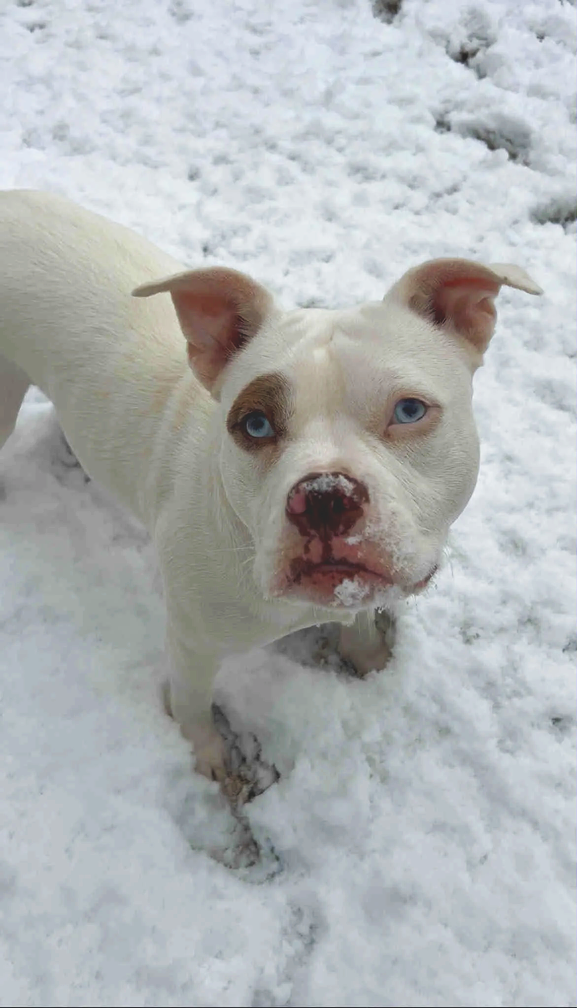 A white dog with blue eyes standing in snow with a dirty nose, looking at the camera.