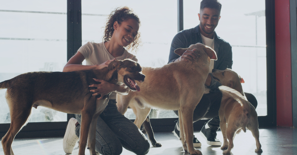 A woman and man playing with three dogs inside a building near large windows, smiling and petting the dogs.