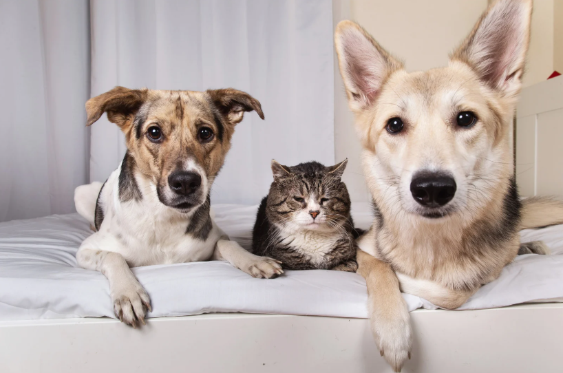 A dog, cat, and another dog lying on a bed.