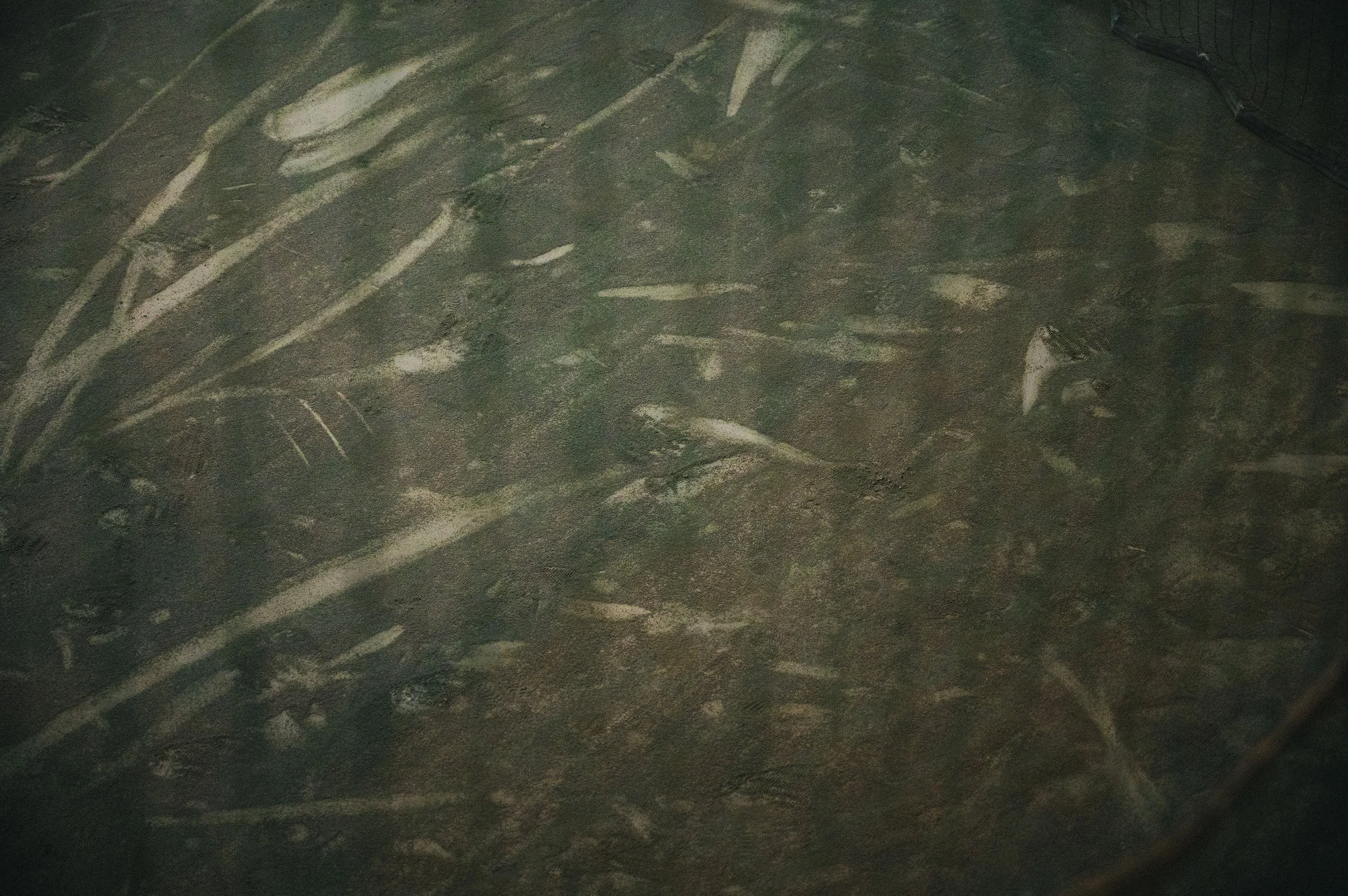 NFC_0290_1.jpg