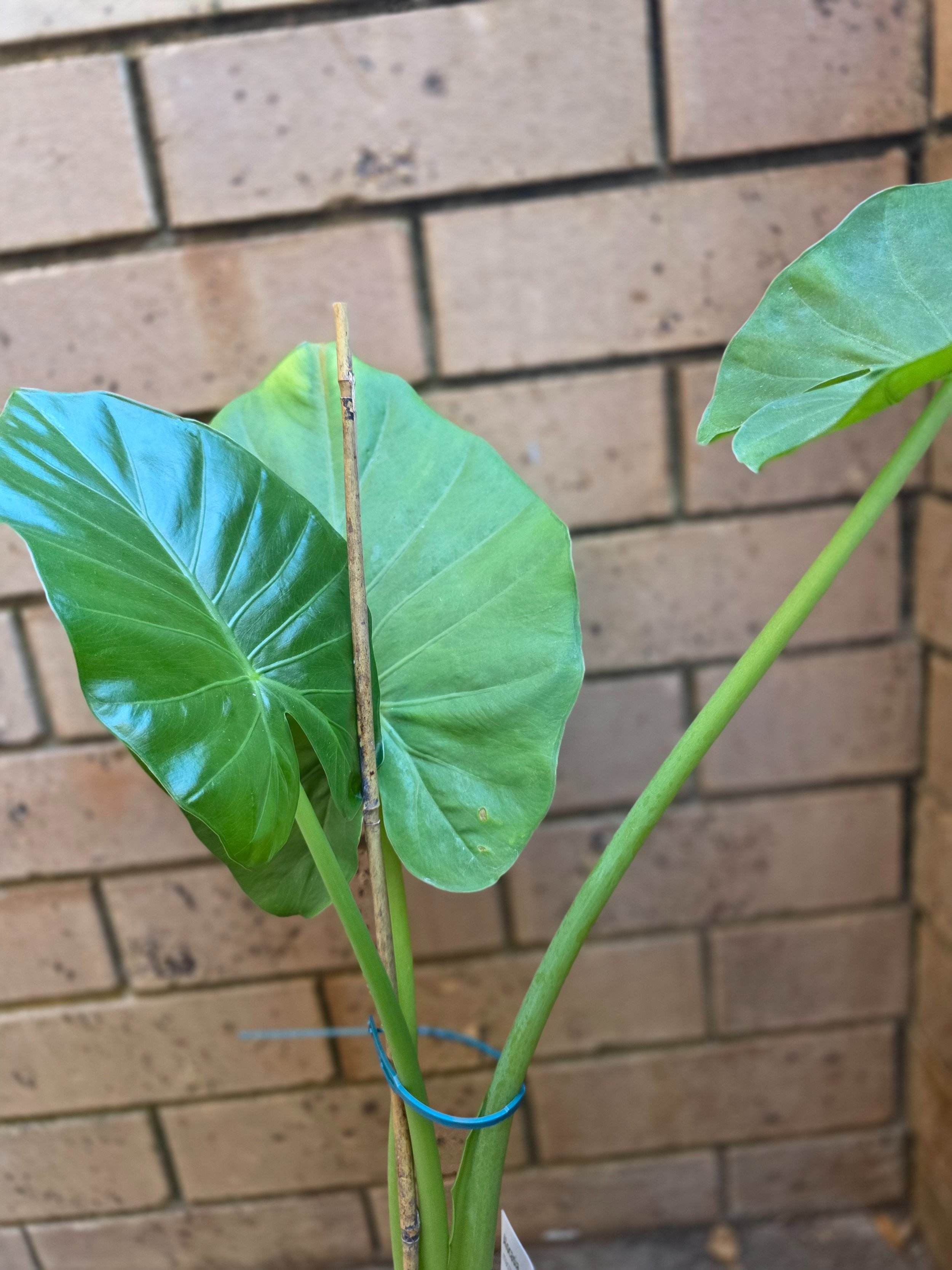 Alocasia Macrorrhizos 120mm pot