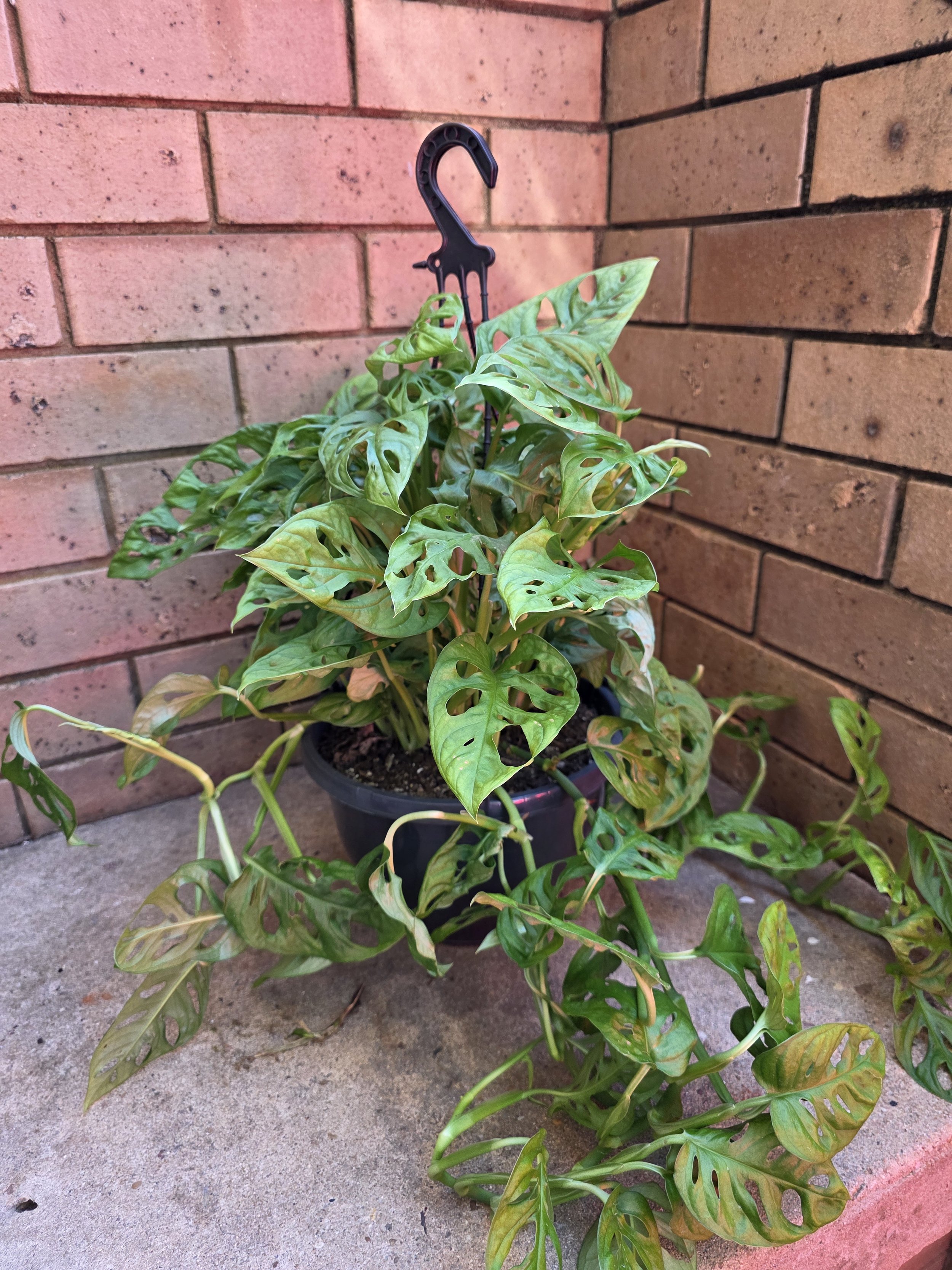 Monstera Adansonii Monkey Mask