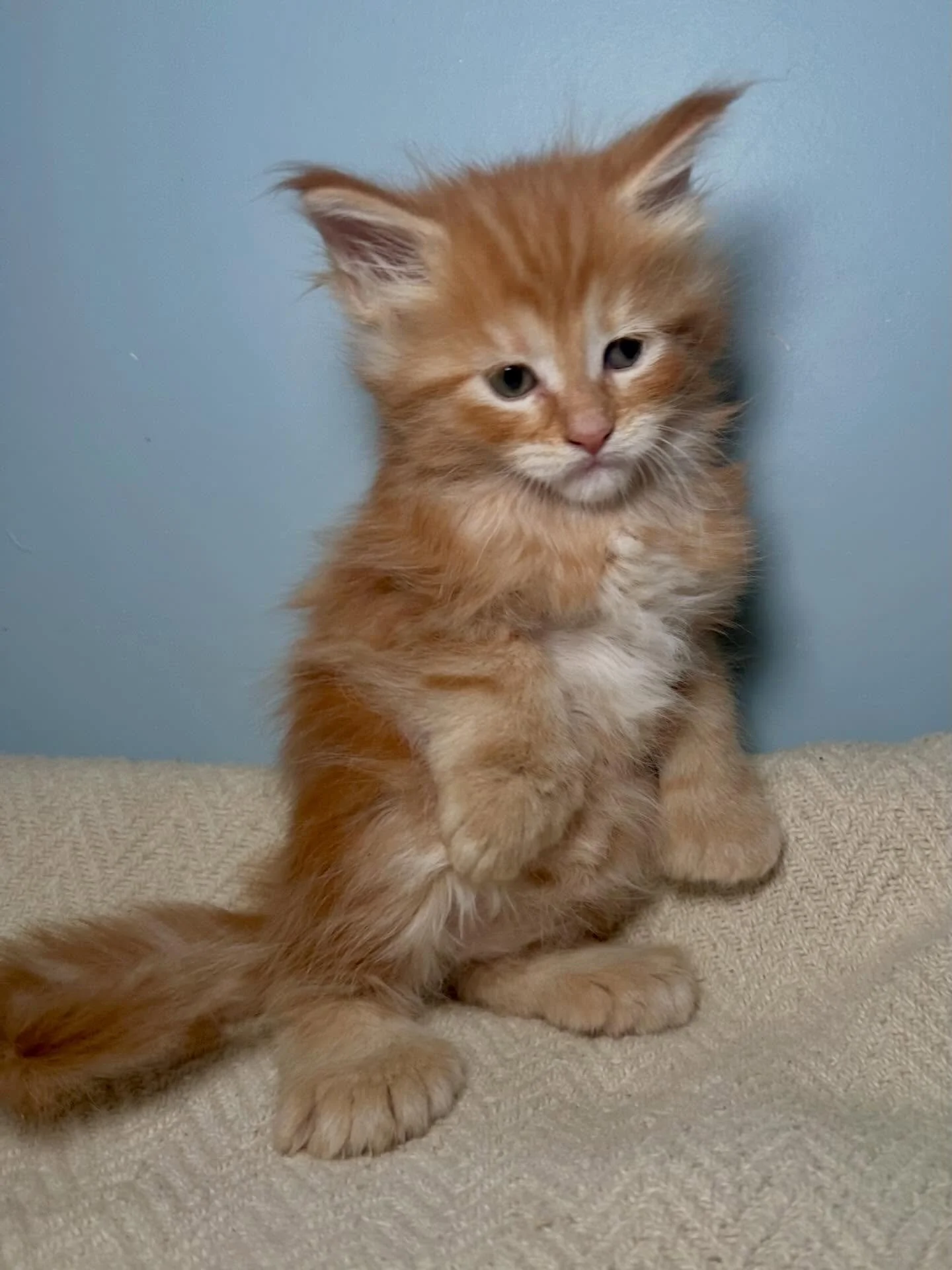 This orange poly Maine Coon girl looks too cute 😍😍😍