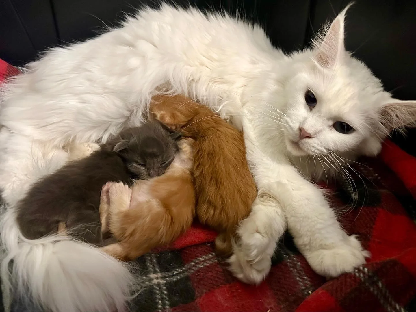 Persephone is being a wonderful mama🥹 her maine coon kittens are so big now and will be ready to go home very soon. 

Hohenheim Maine Coon in Tennessee