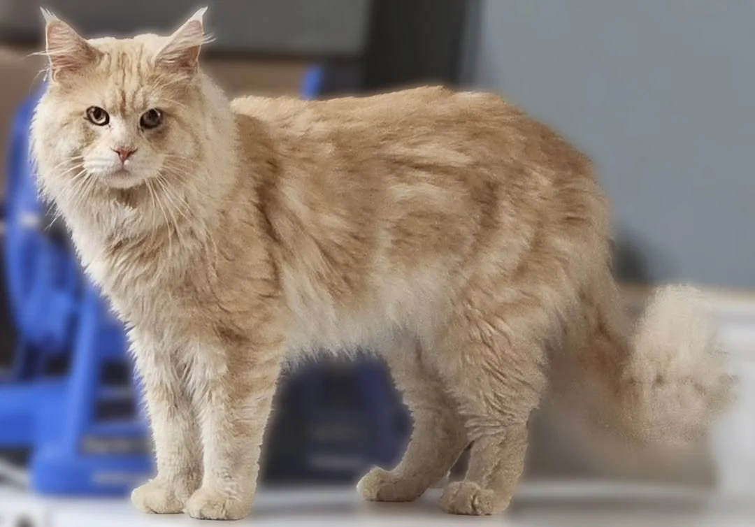 Our Big Man Cat From Russia! Quinton!.jpg