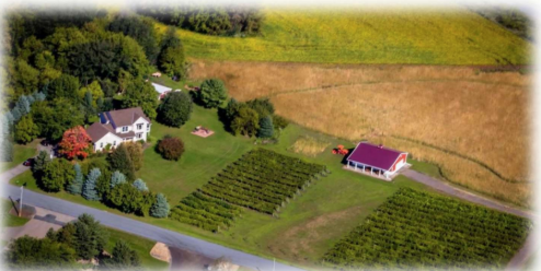 COLD CLIMATE VITICULTURE: Growing Wine Grapes in Minnesota